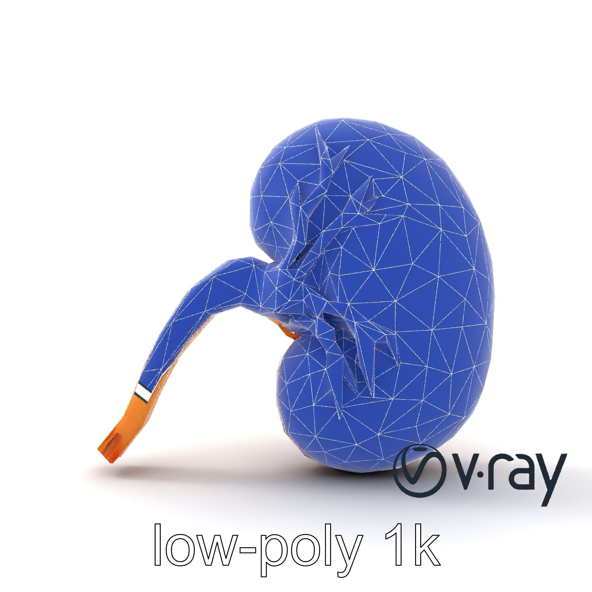 Realistic Human Kidney 3D model pack Low-poly 3D model_19