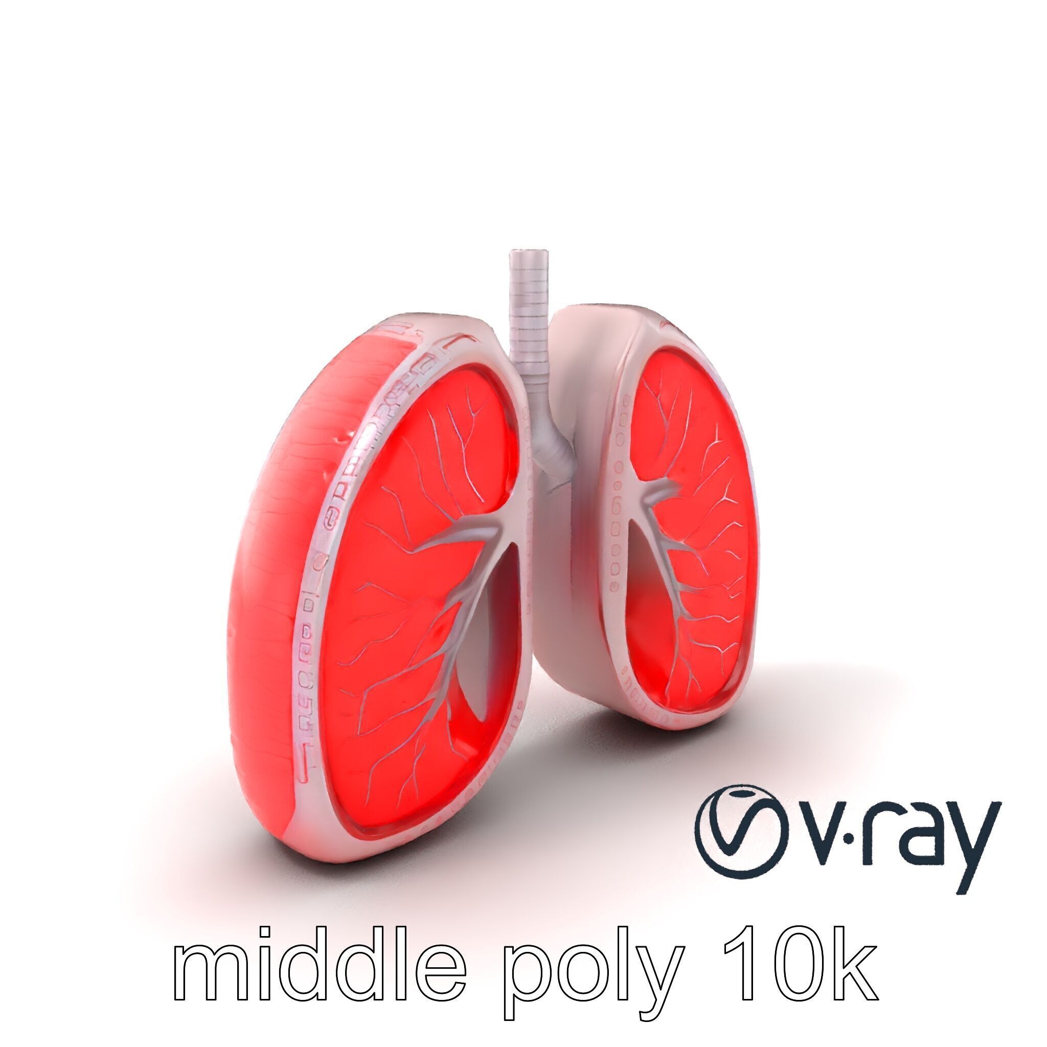 Futuristic Sci-Fi Lungs with Glowing Bronchi model pack Low-poly 3D model_3