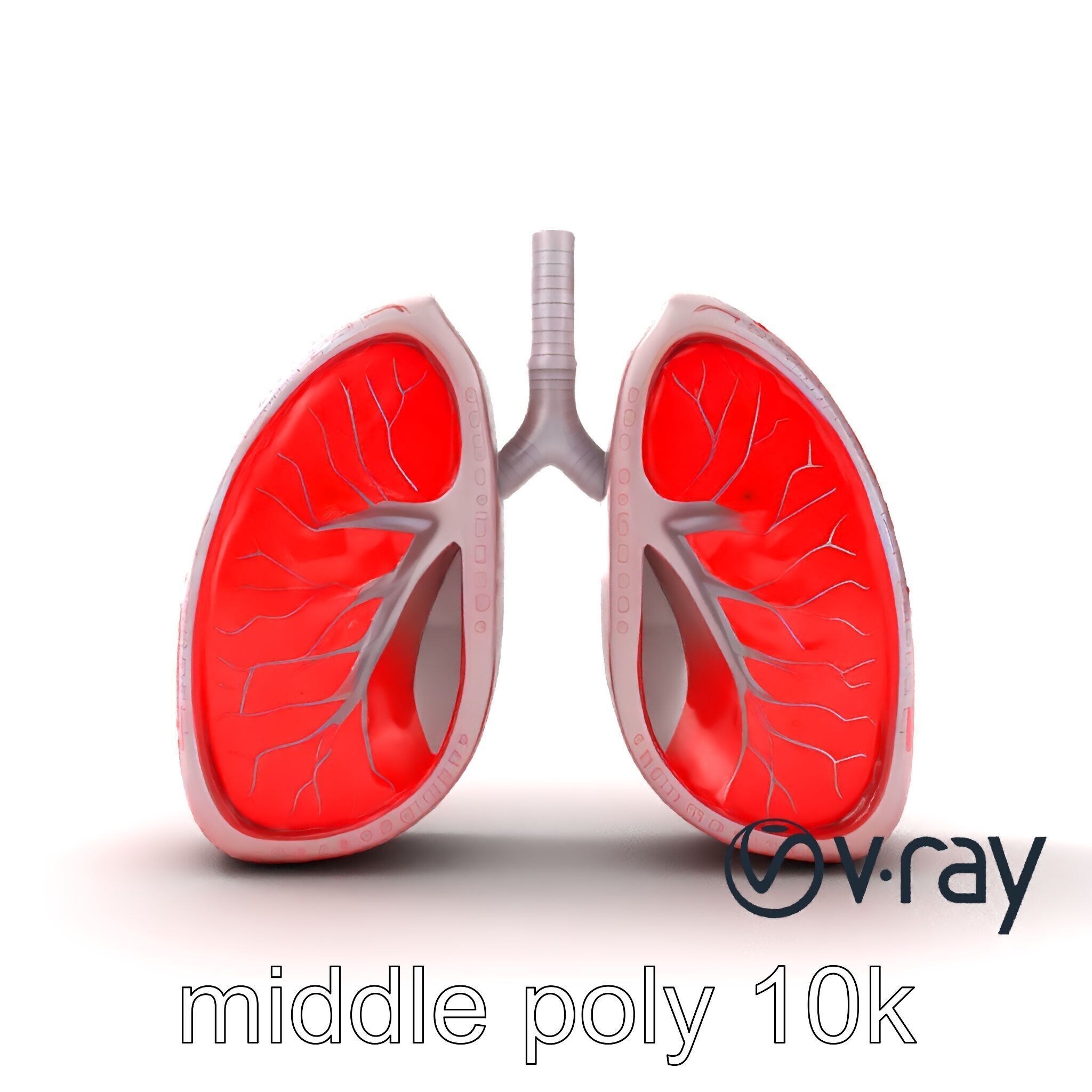 Futuristic Sci-Fi Lungs with Glowing Bronchi model pack Low-poly 3D model_14
