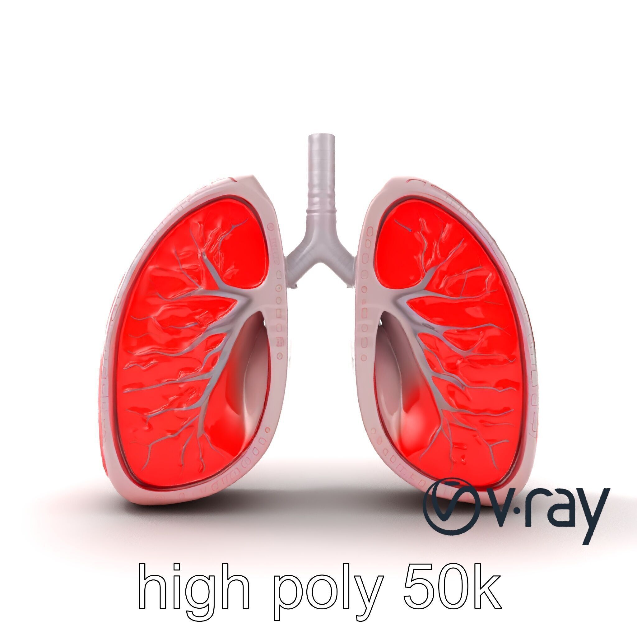 Futuristic Sci-Fi Lungs with Glowing Bronchi model pack Low-poly 3D model_30