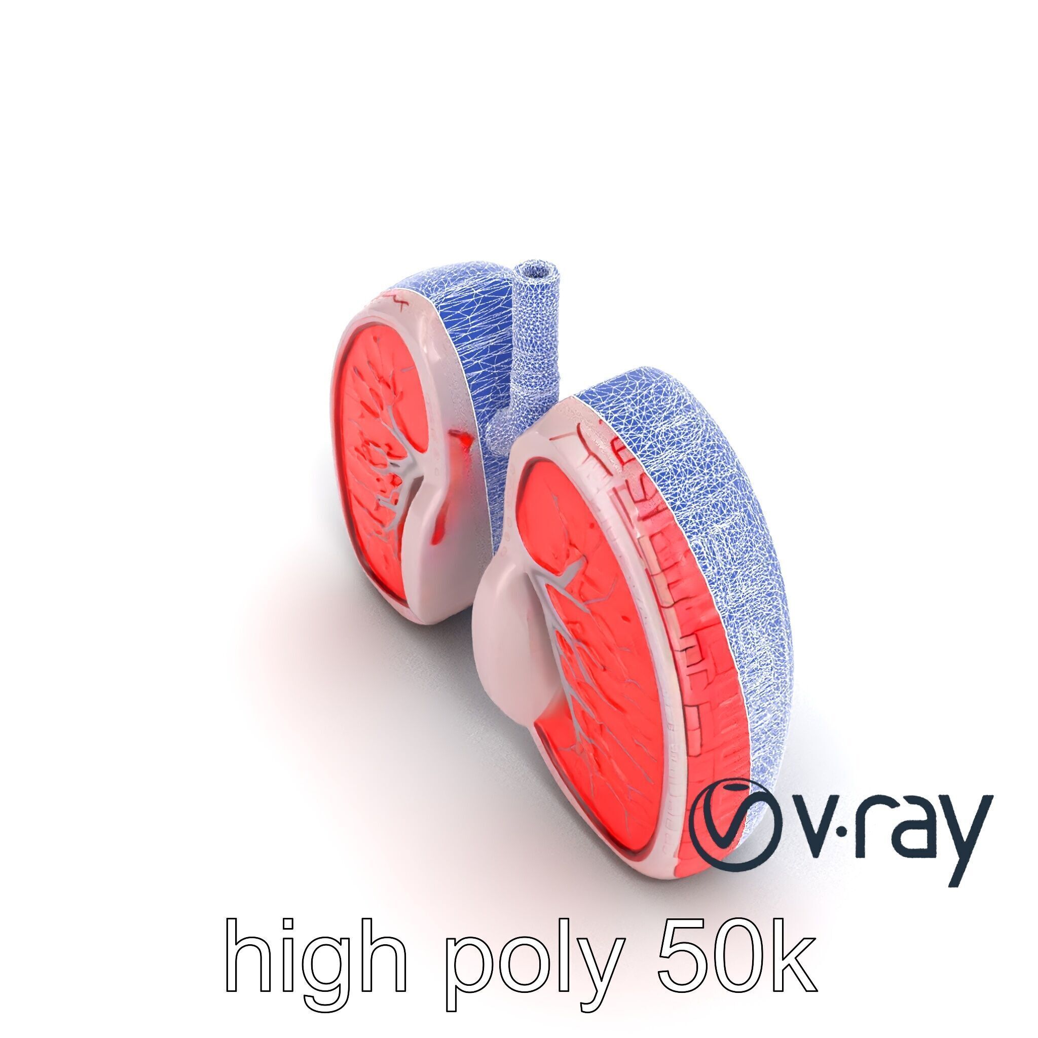 Futuristic Sci-Fi Lungs with Glowing Bronchi model pack Low-poly 3D model_18