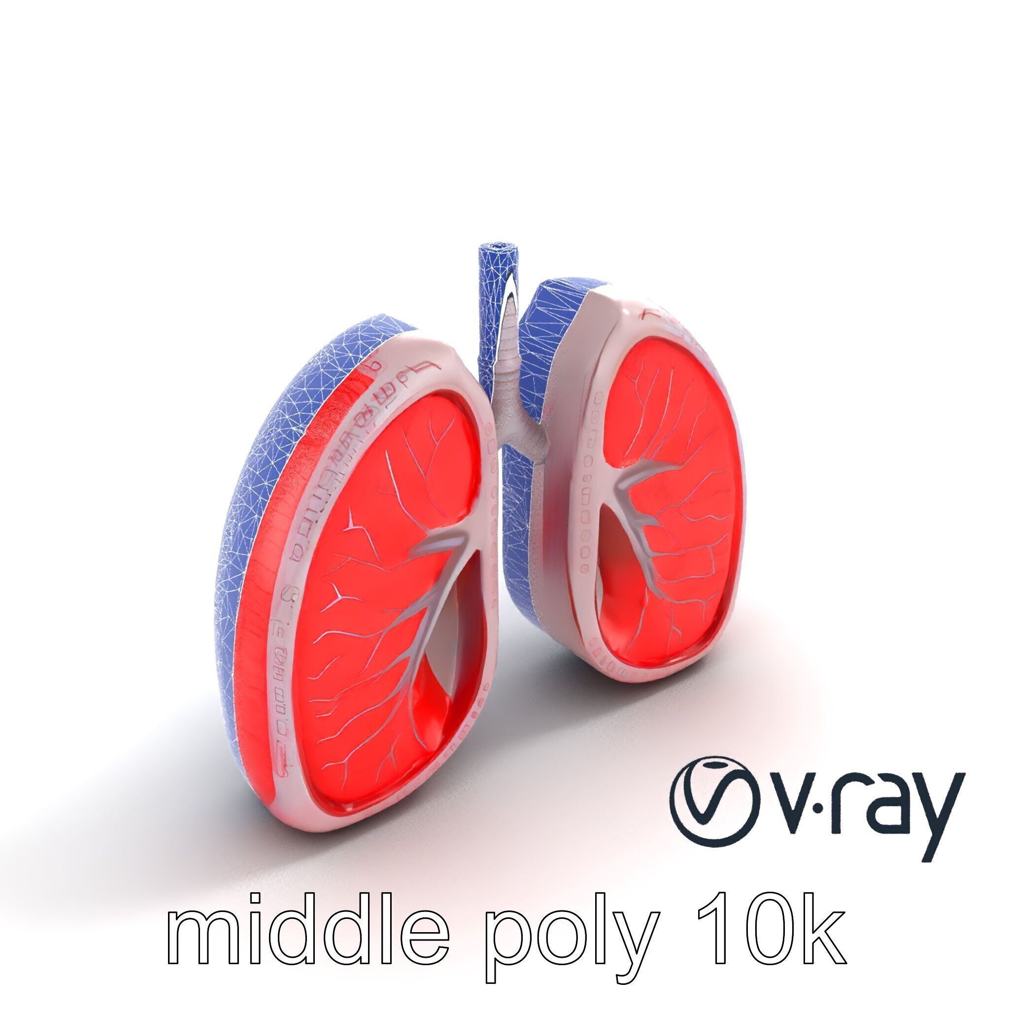 Futuristic Sci-Fi Lungs with Glowing Bronchi model pack Low-poly 3D model_20
