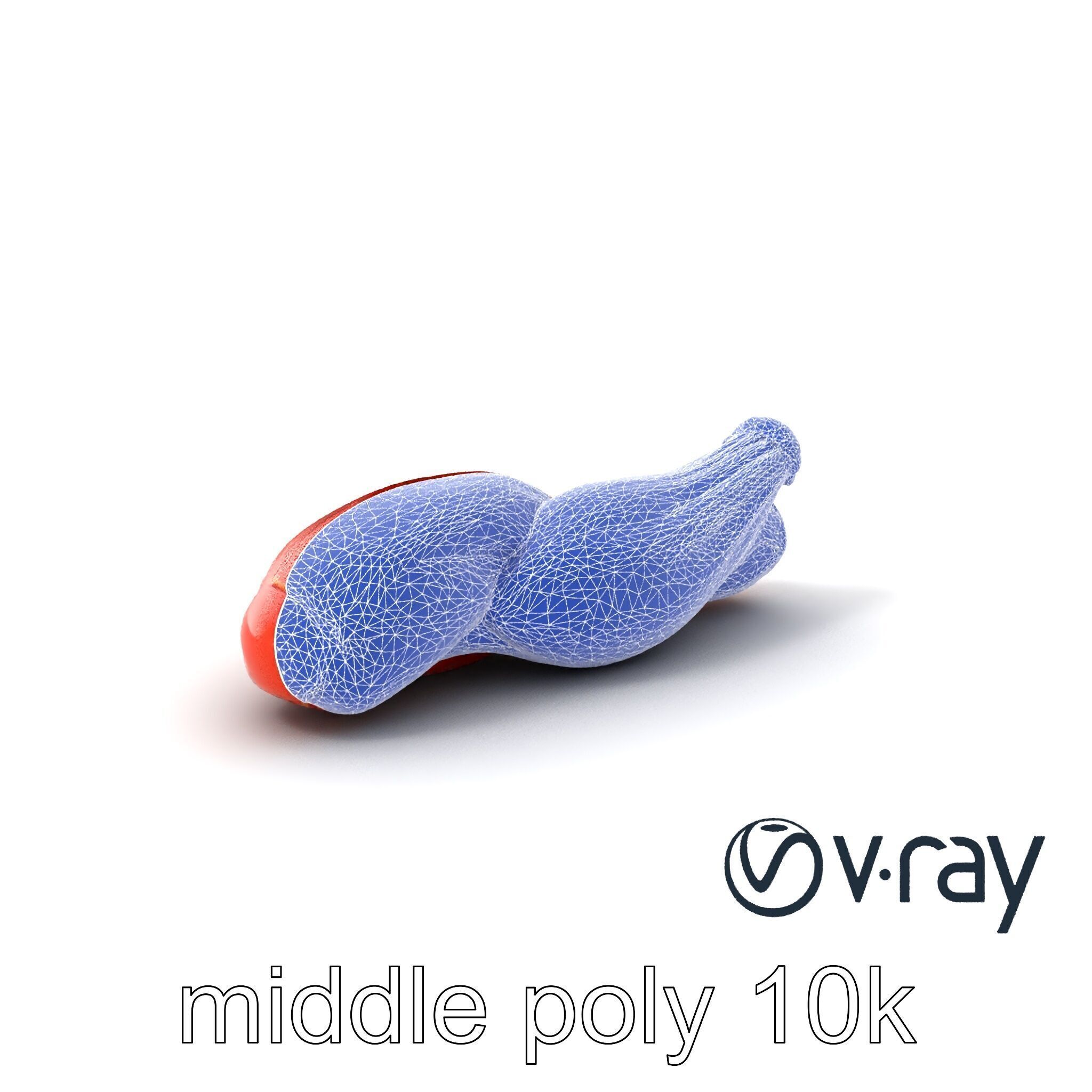 Anatomical Muscle Fiber Structure model pack Low-poly 3D model_6