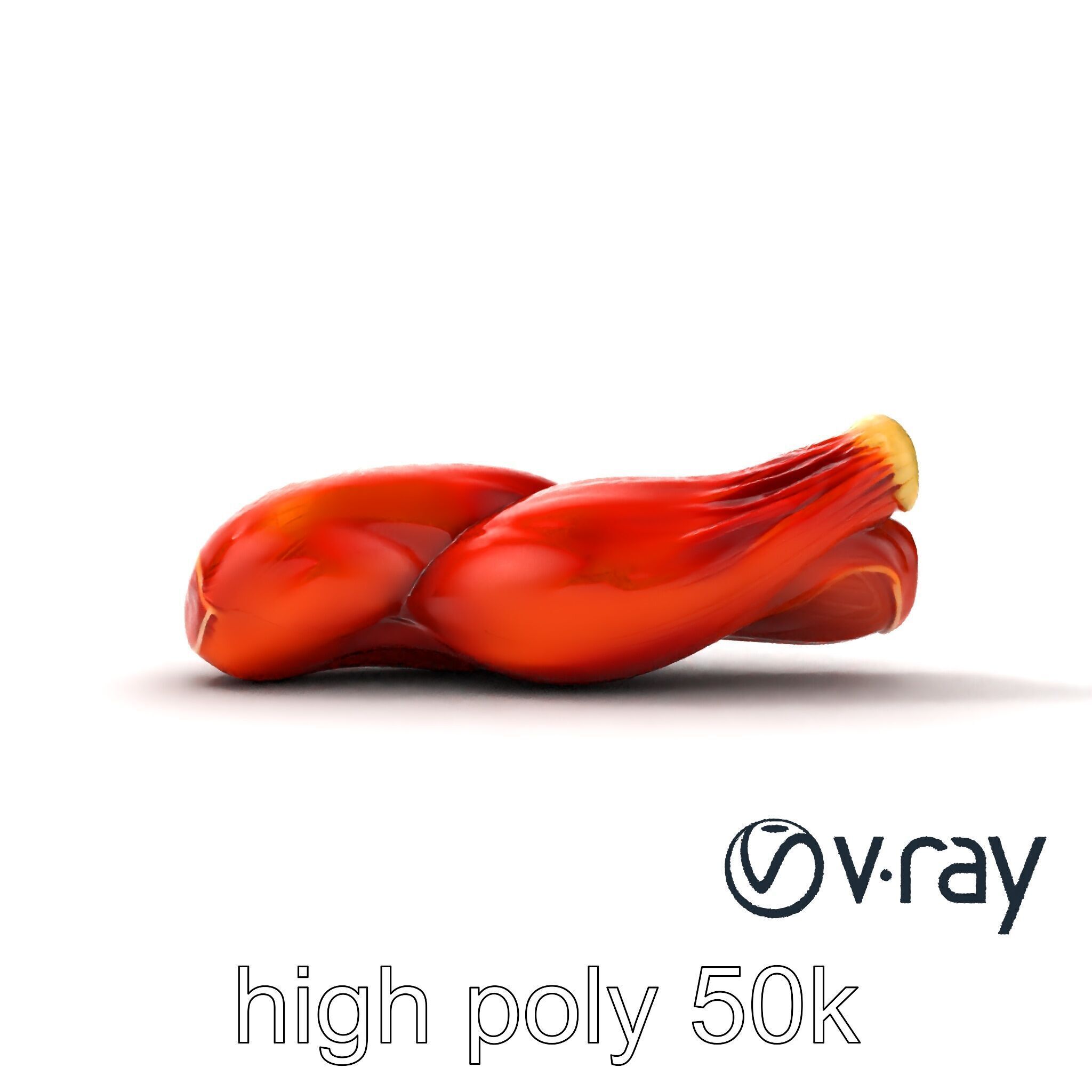 Anatomical Muscle Fiber Structure model pack Low-poly 3D model_14