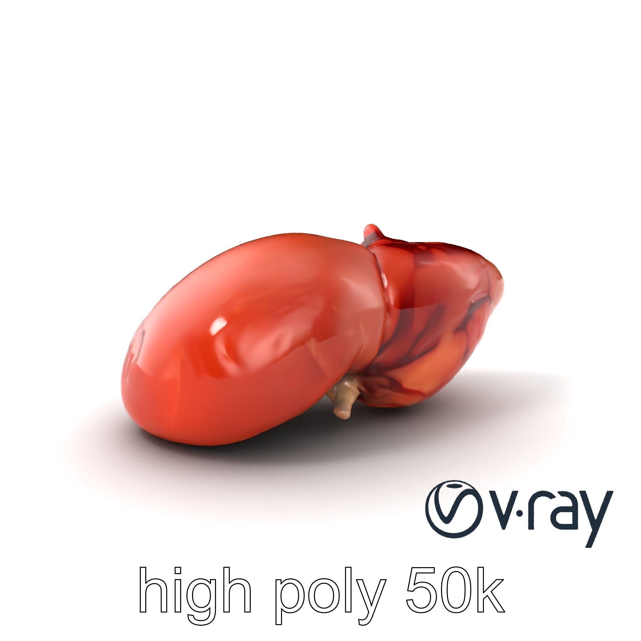 Human Liver with Vessels Anatomical Model Pack Low-poly 3D model_5