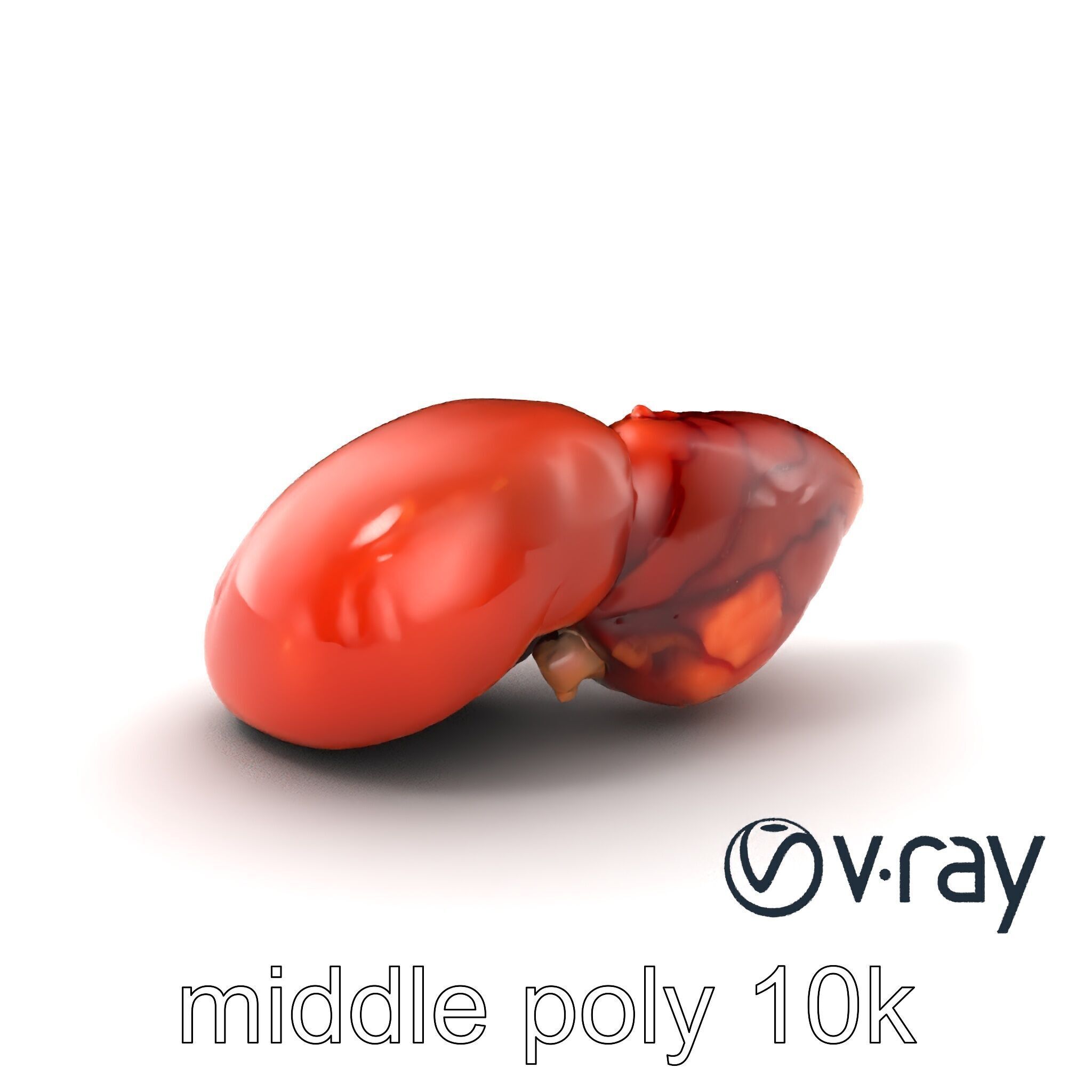 Human Liver with Vessels Anatomical Model Pack Low-poly 3D model_3