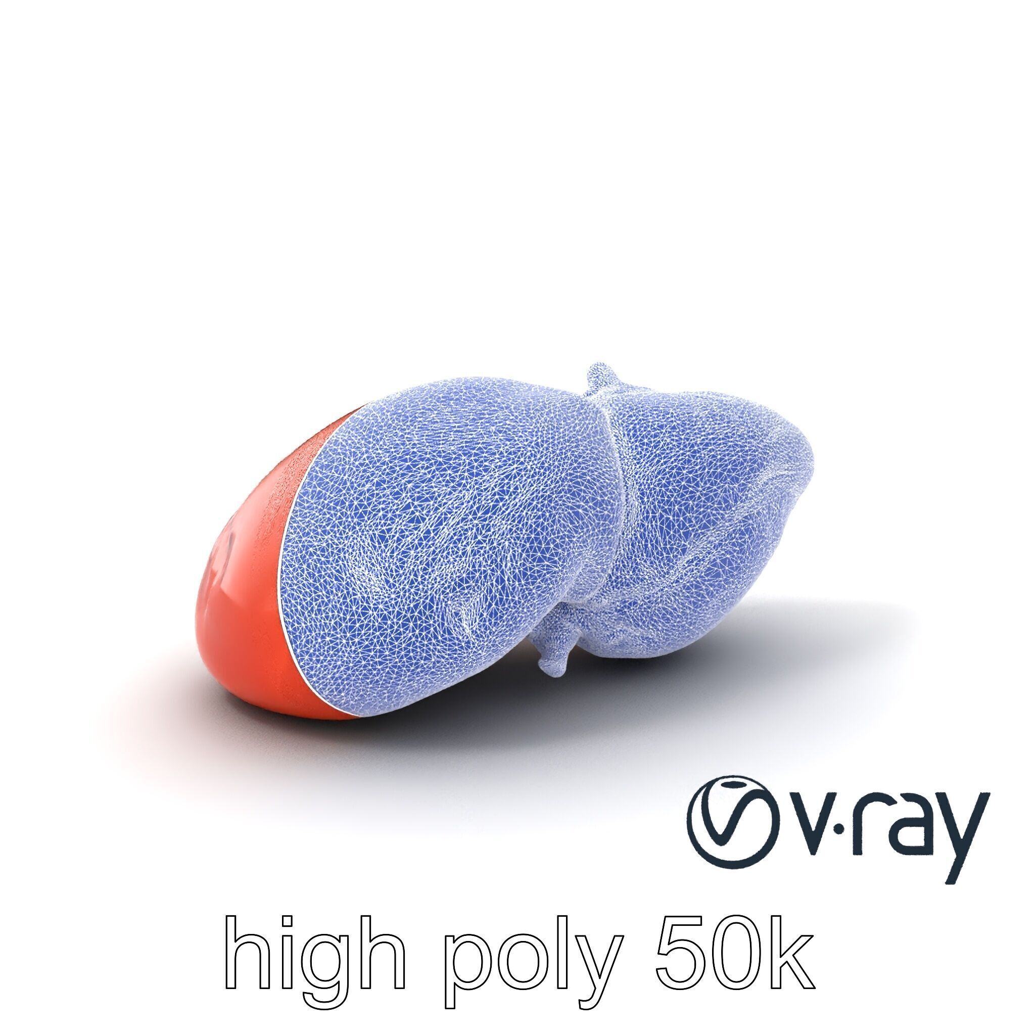 Human Liver with Vessels Anatomical Model Pack Low-poly 3D model_19