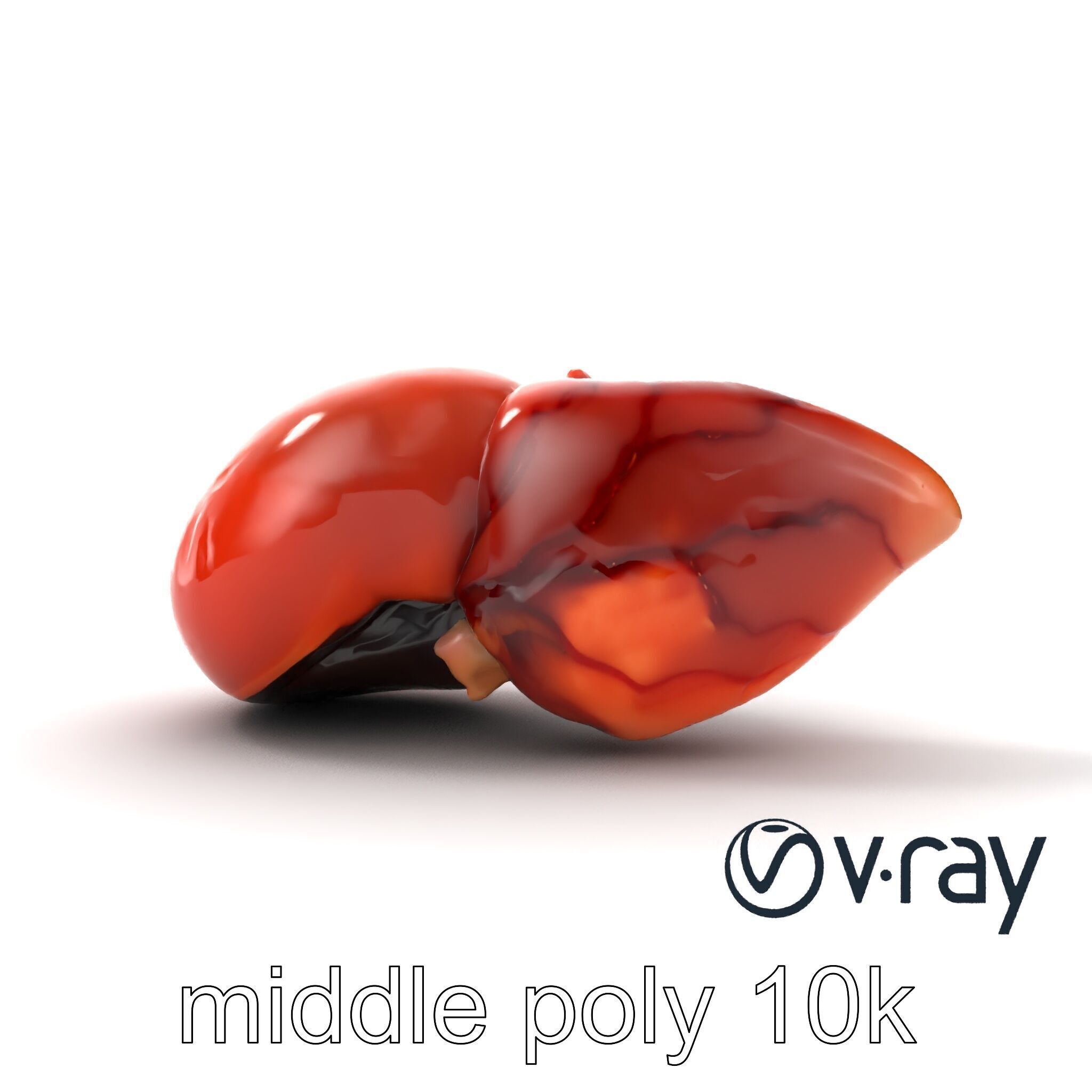 Human Liver with Vessels Anatomical Model Pack Low-poly 3D model_15