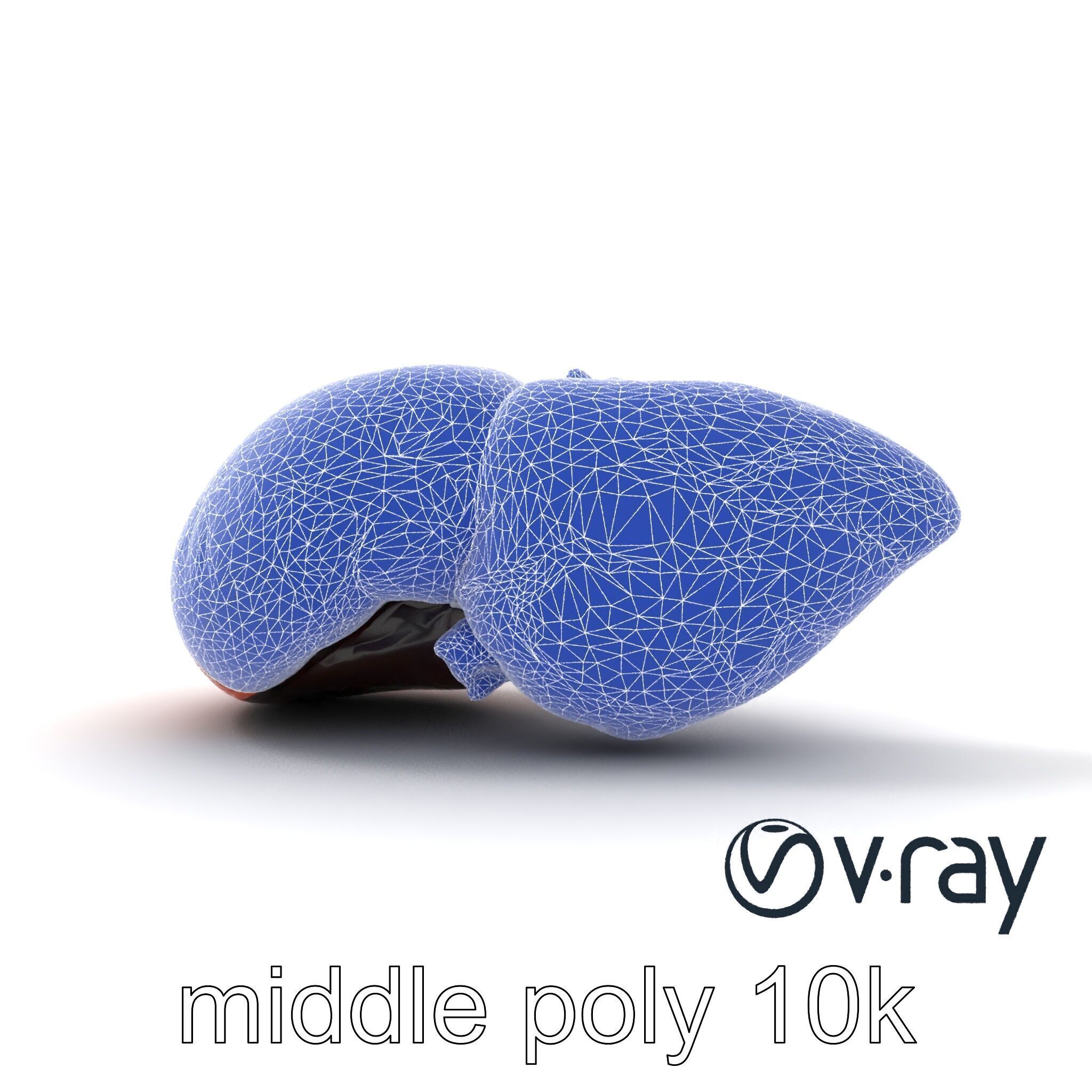 Human Liver with Vessels Anatomical Model Pack Low-poly 3D model_28