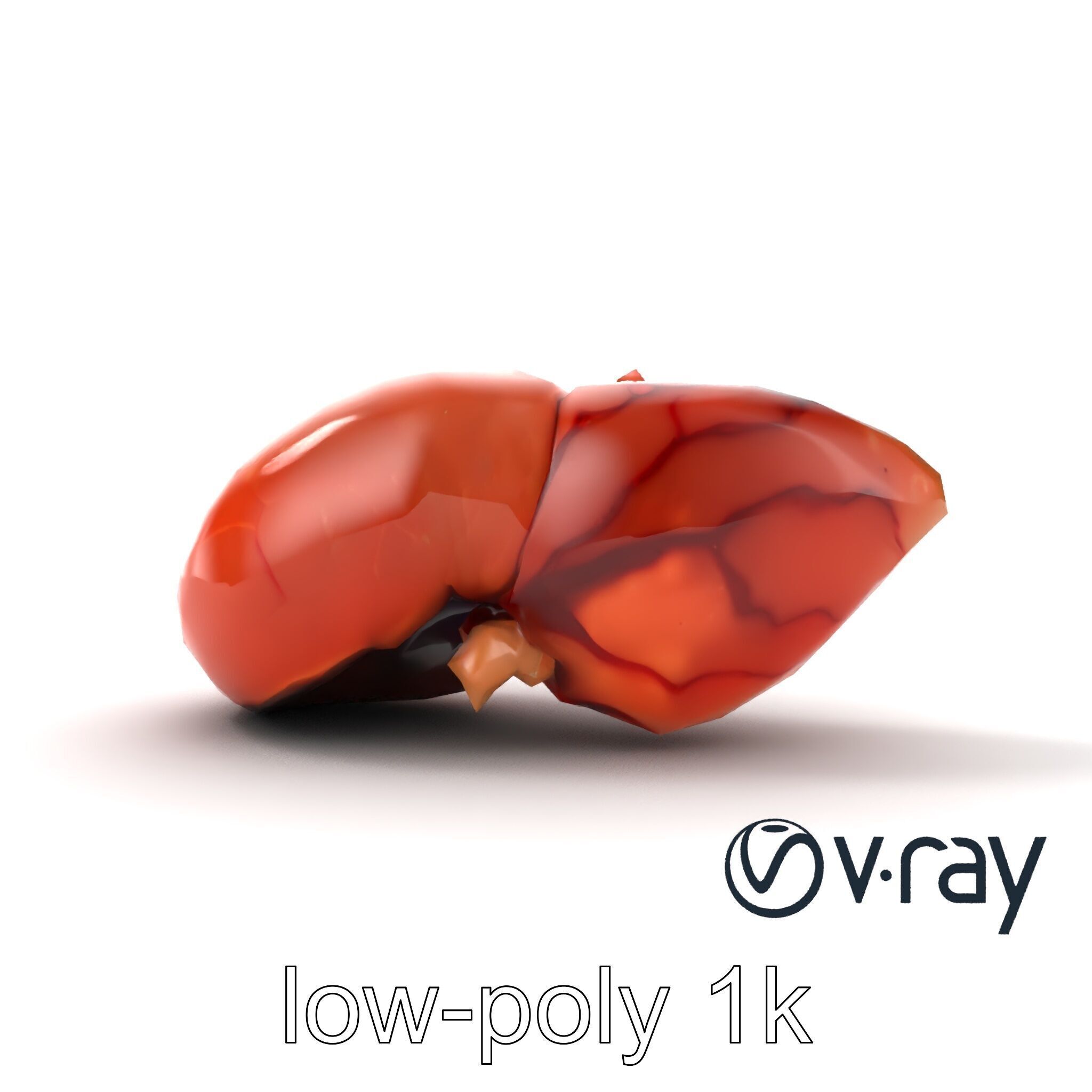 Human Liver with Vessels Anatomical Model Pack Low-poly 3D model_17