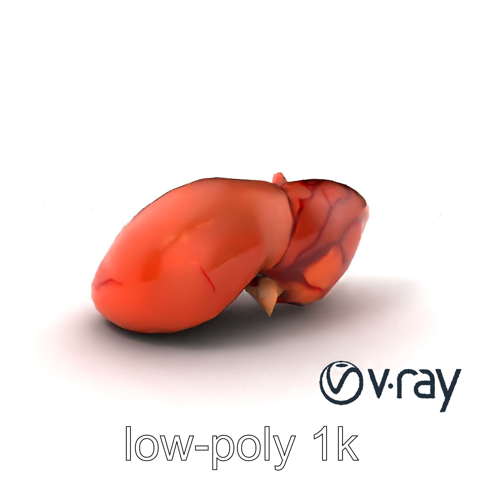 Human Liver with Vessels Anatomical Model Pack Low-poly 3D model_2