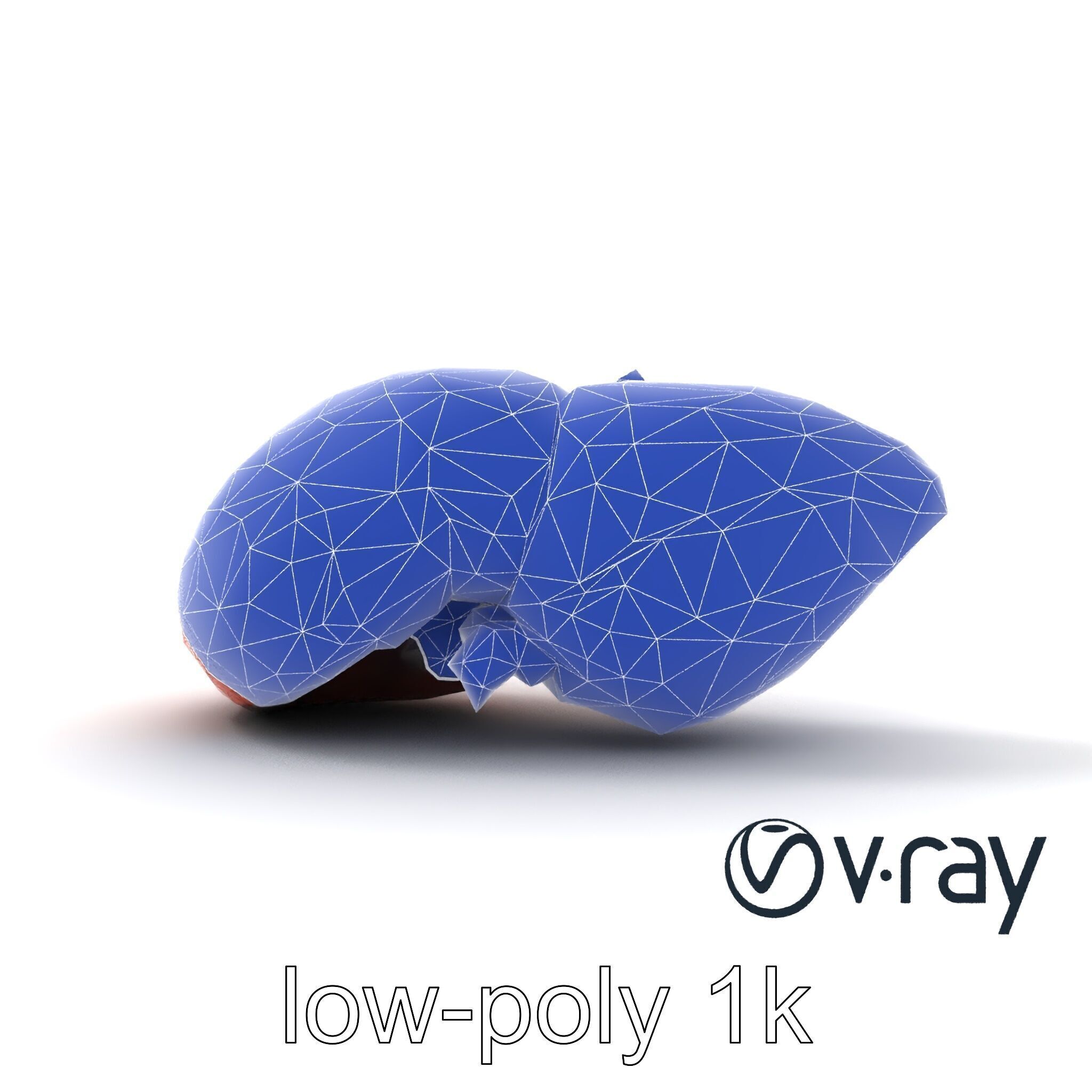 Human Liver with Vessels Anatomical Model Pack Low-poly 3D model_26