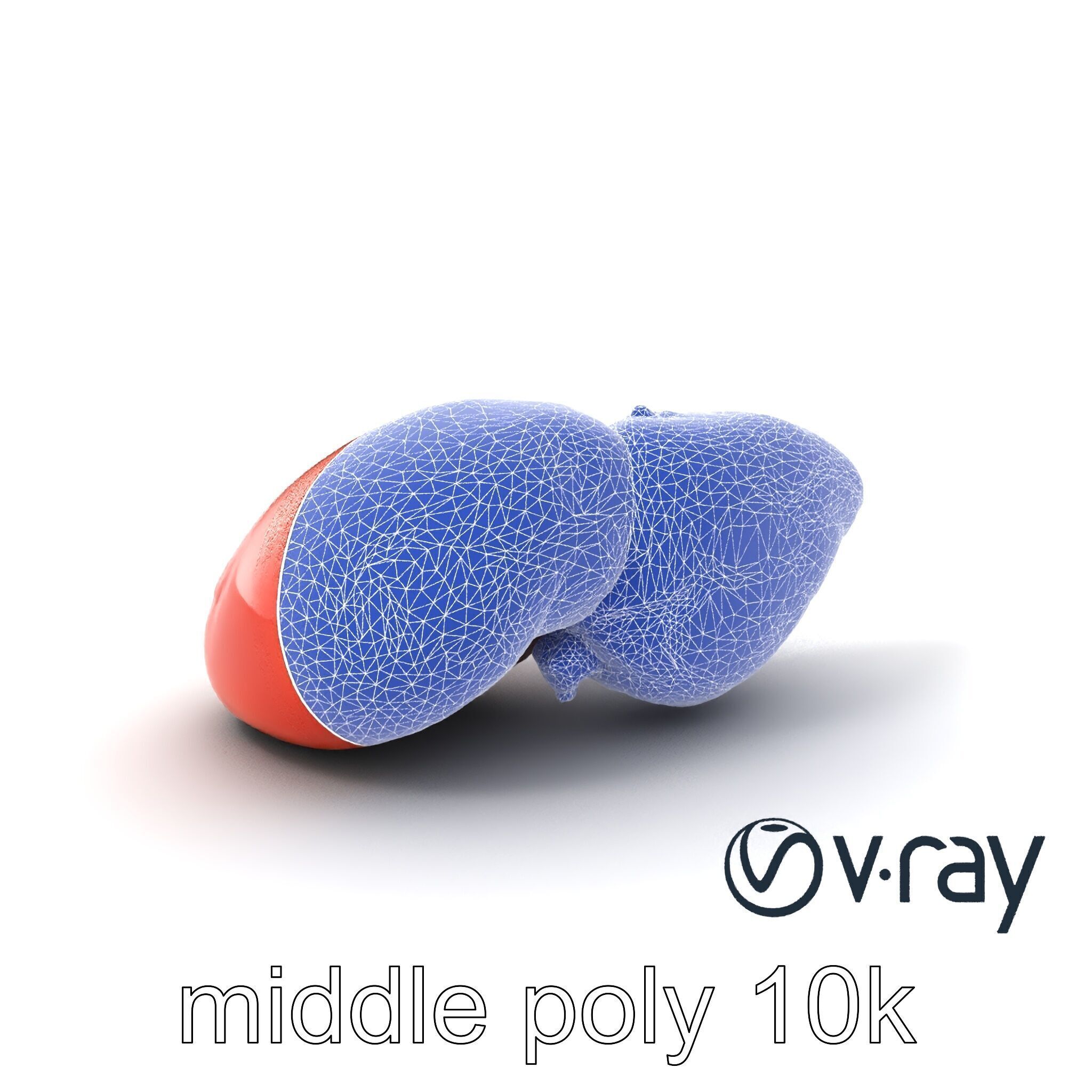 Human Liver with Vessels Anatomical Model Pack Low-poly 3D model_6