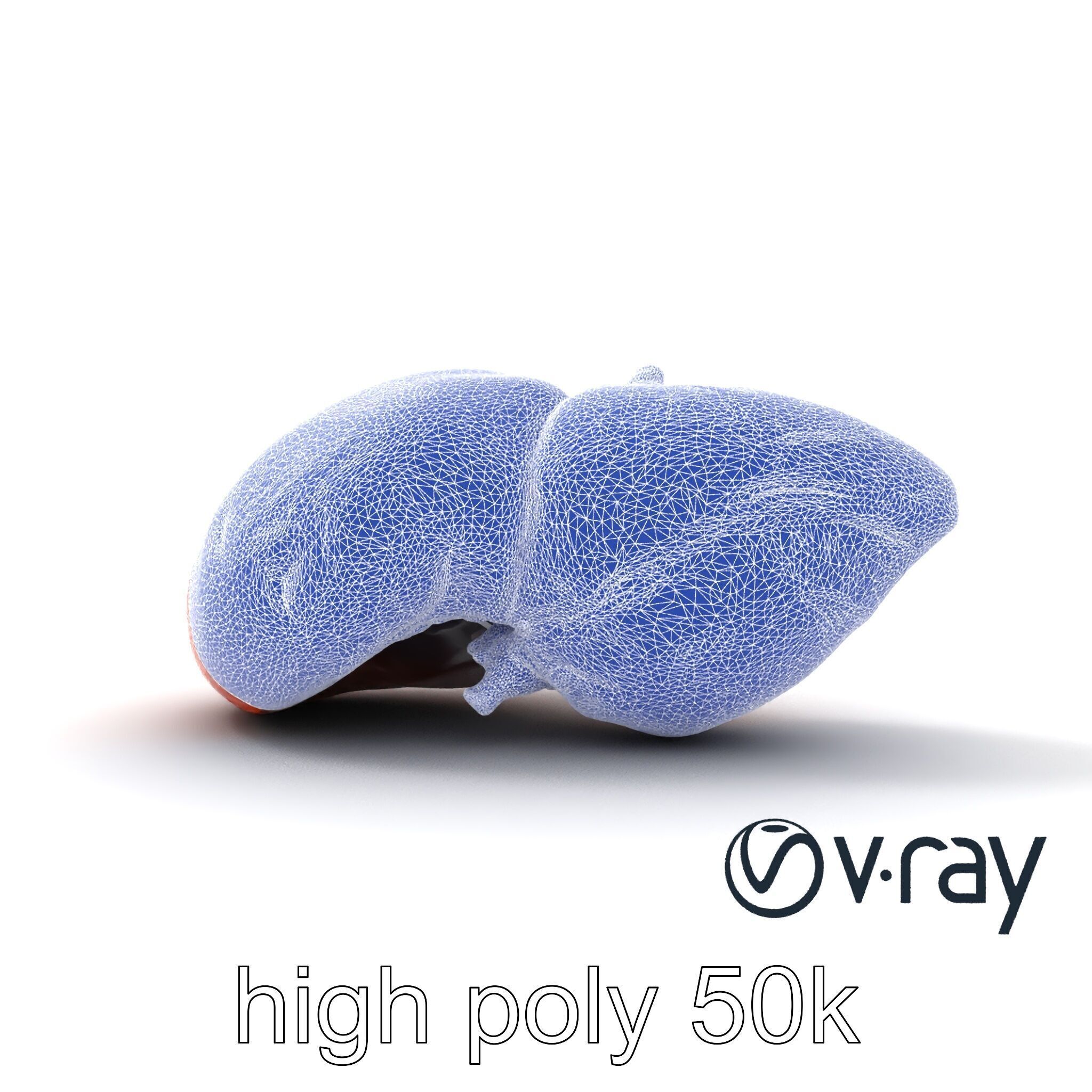 Human Liver with Vessels Anatomical Model Pack Low-poly 3D model_32