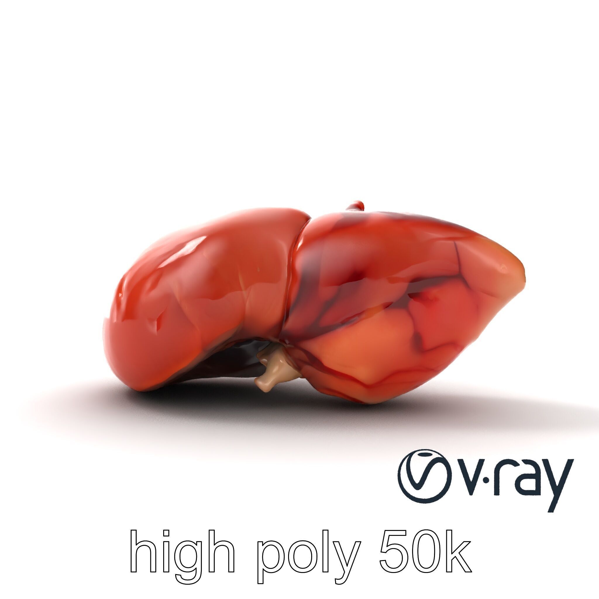 Human Liver with Vessels Anatomical Model Pack Low-poly 3D model_21