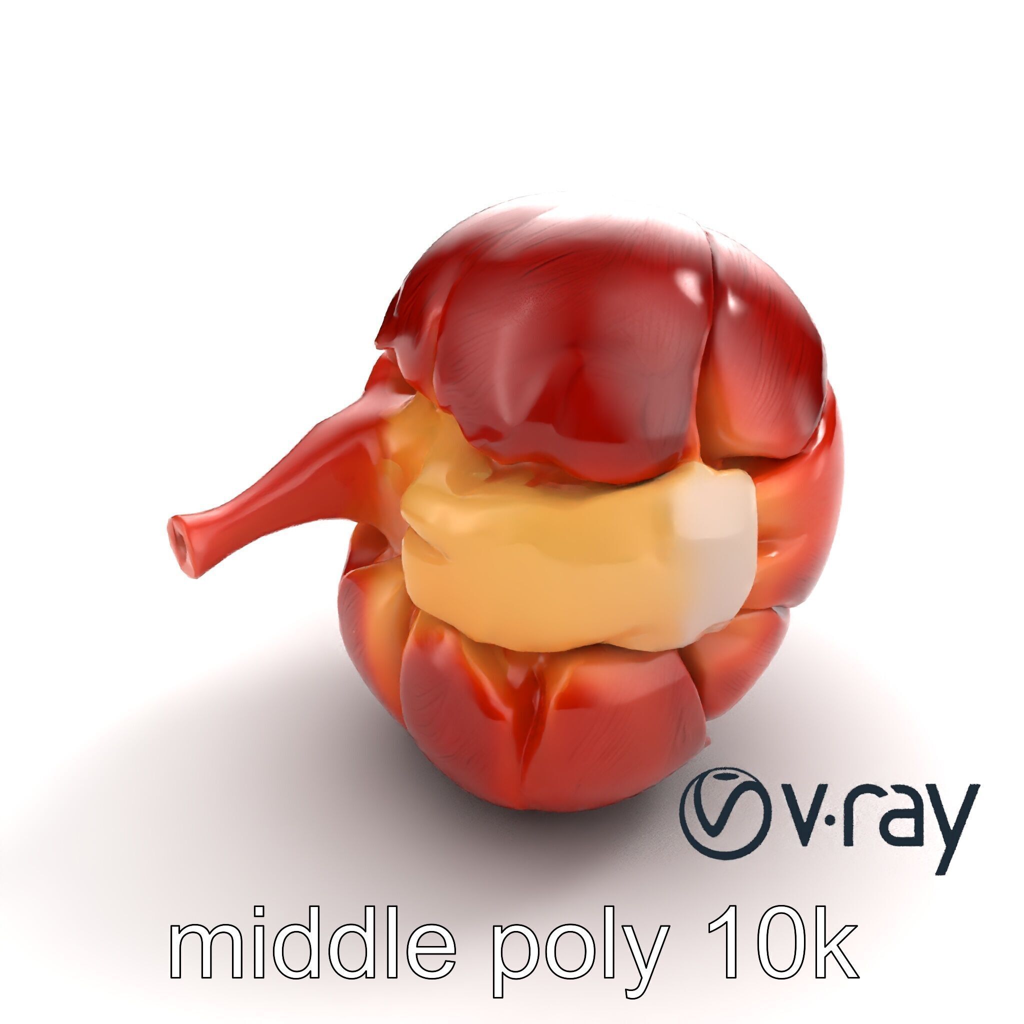 Realistic Human Kidney Anatomy model pack Low-poly 3D model_6