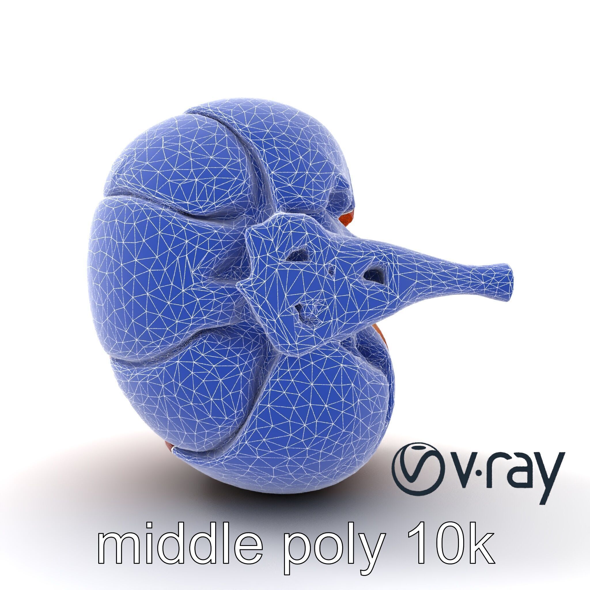 Realistic Human Kidney Anatomy model pack Low-poly 3D model_32