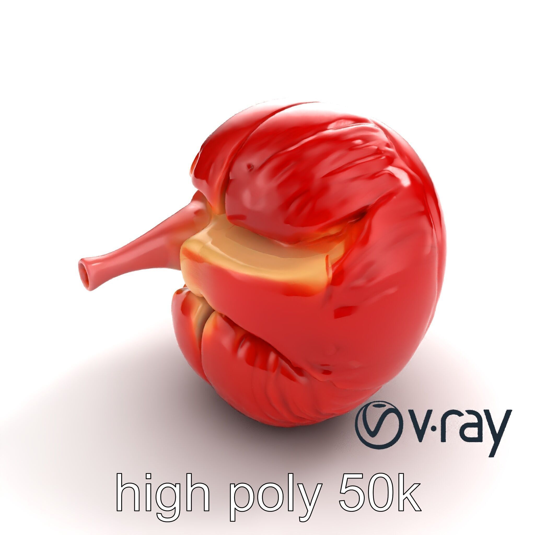 Realistic Human Kidney Anatomy model pack Low-poly 3D model_8