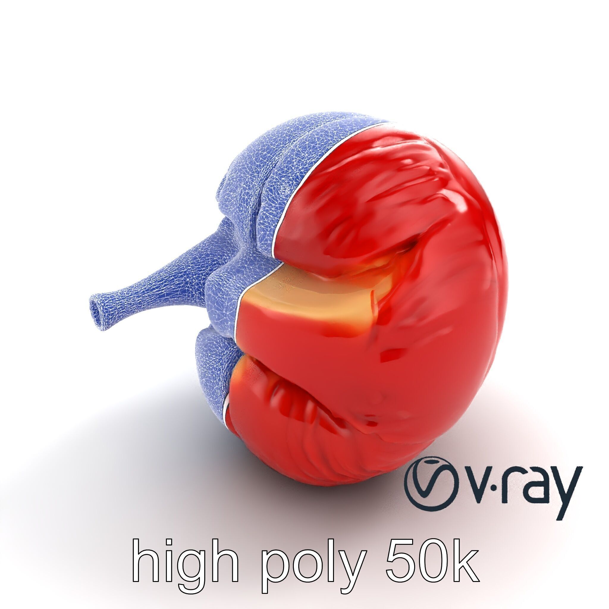Realistic Human Kidney Anatomy model pack Low-poly 3D model_16