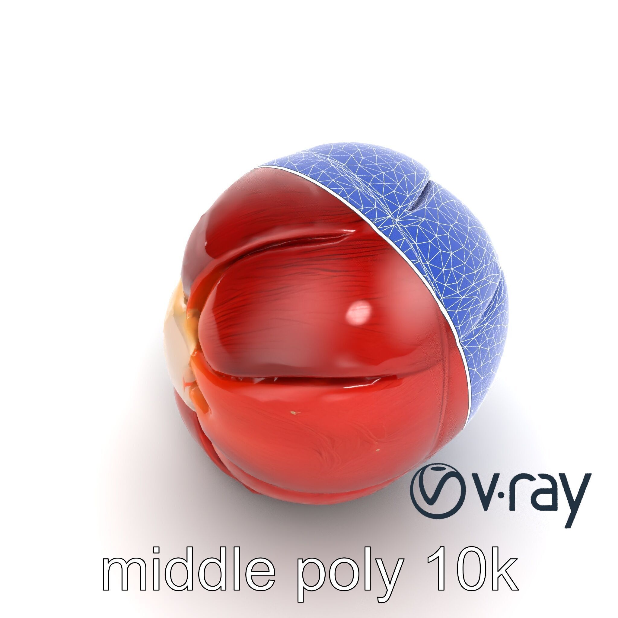 Realistic Human Kidney Anatomy model pack Low-poly 3D model_20