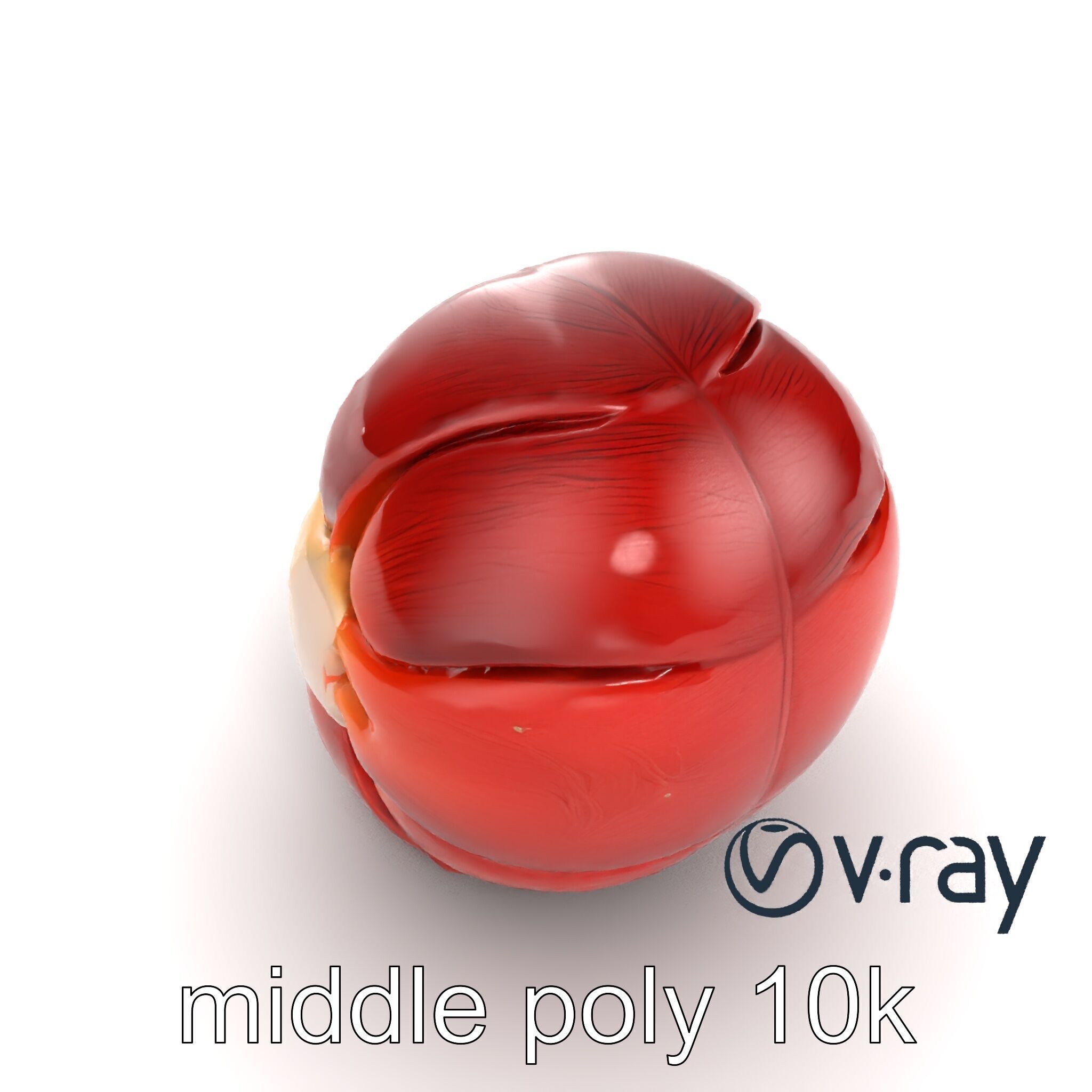 Realistic Human Kidney Anatomy model pack Low-poly 3D model_9