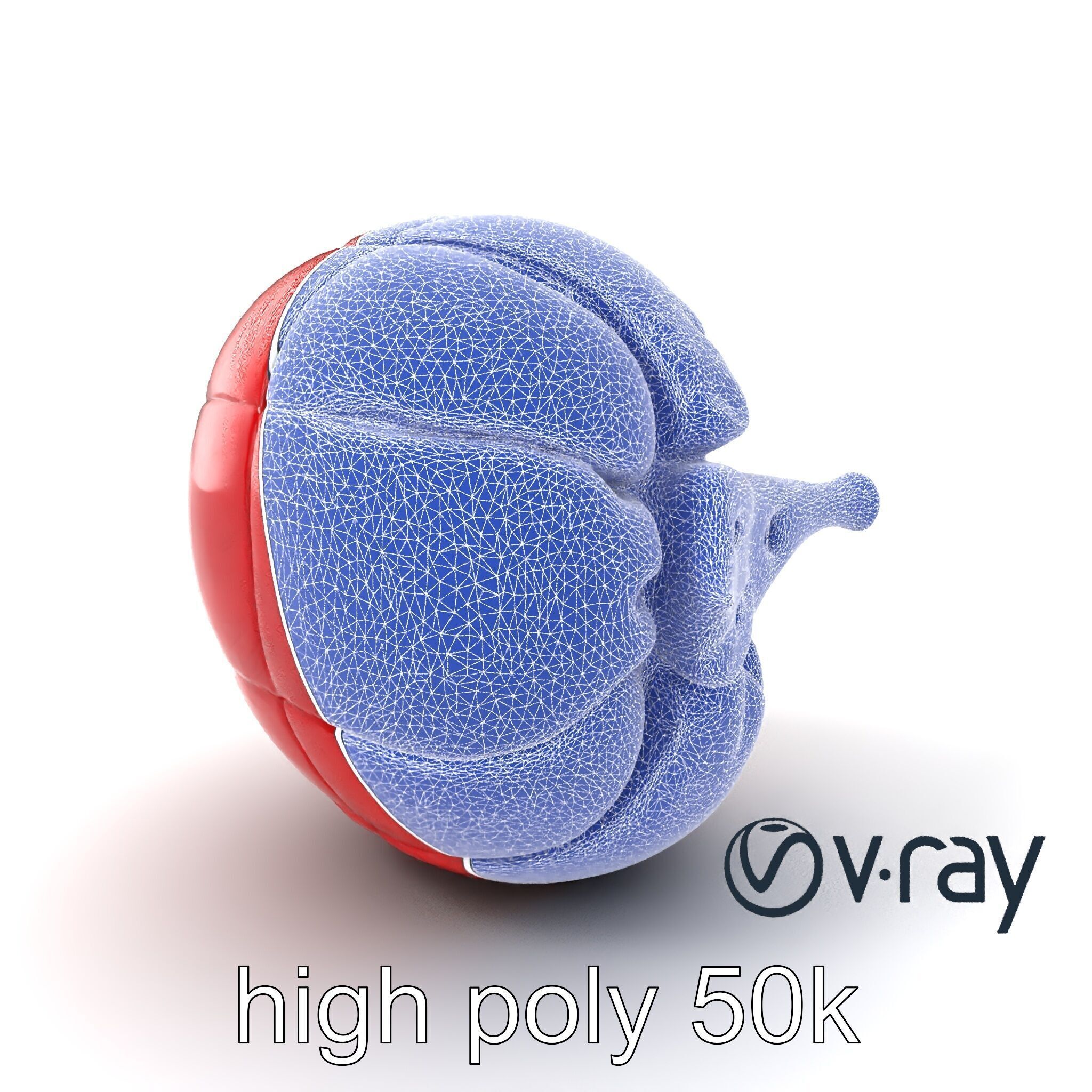 Realistic Human Kidney Anatomy model pack Low-poly 3D model_24