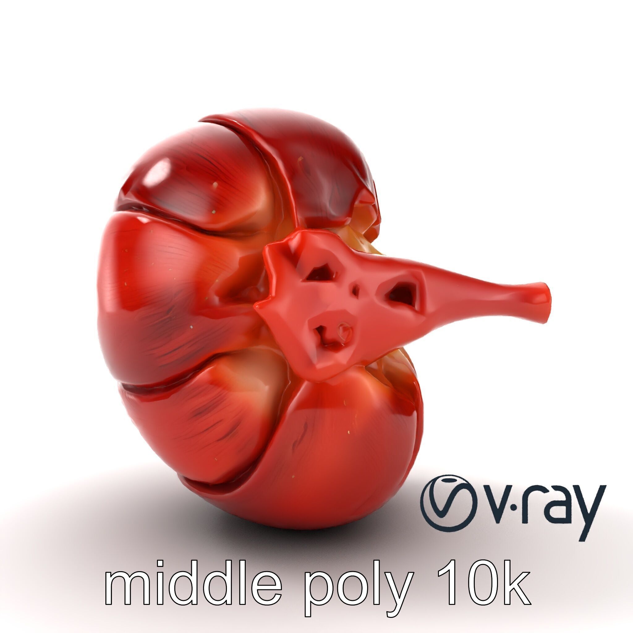 Realistic Human Kidney Anatomy model pack Low-poly 3D model_13