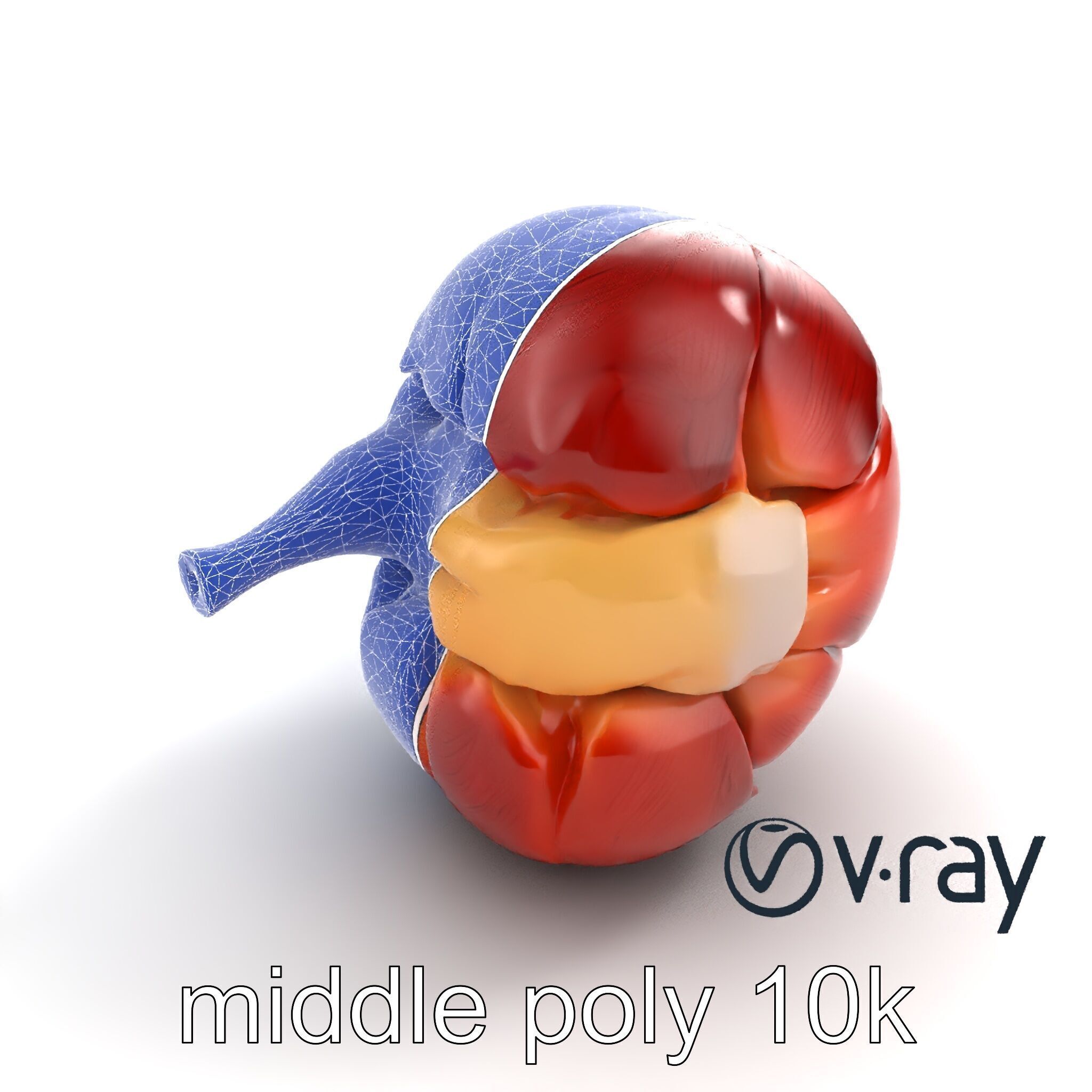 Realistic Human Kidney Anatomy model pack Low-poly 3D model_25