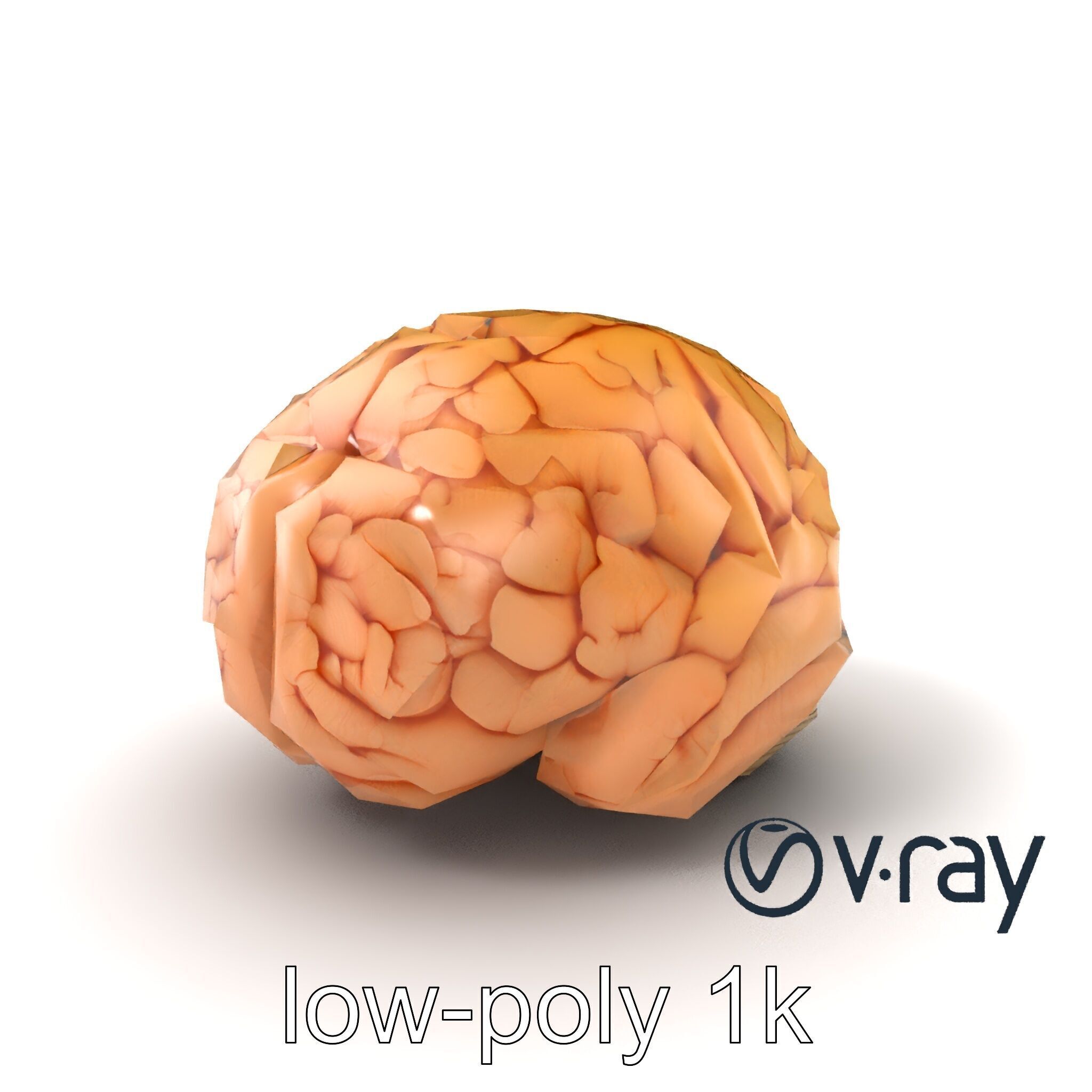 Realistic Human Brain Model Pack Low-poly 3D model_2