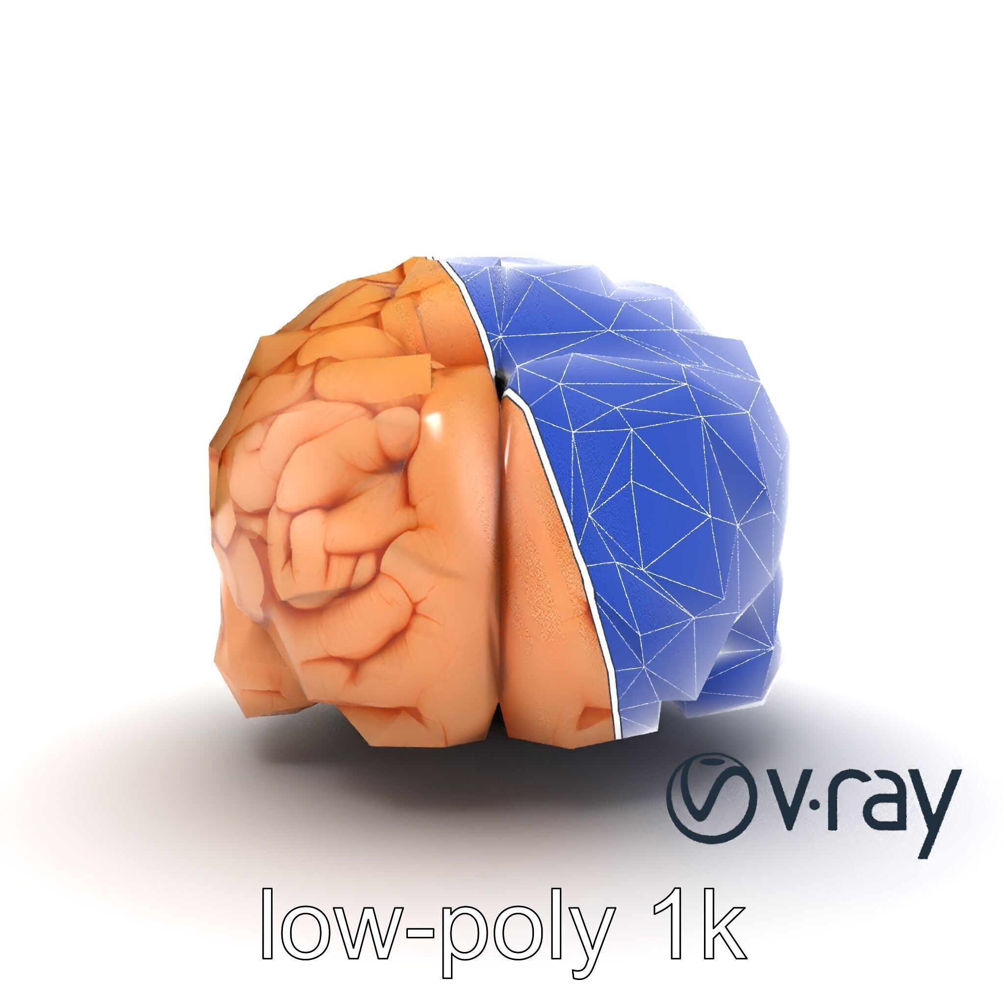 Realistic Human Brain Model Pack Low-poly 3D model_28
