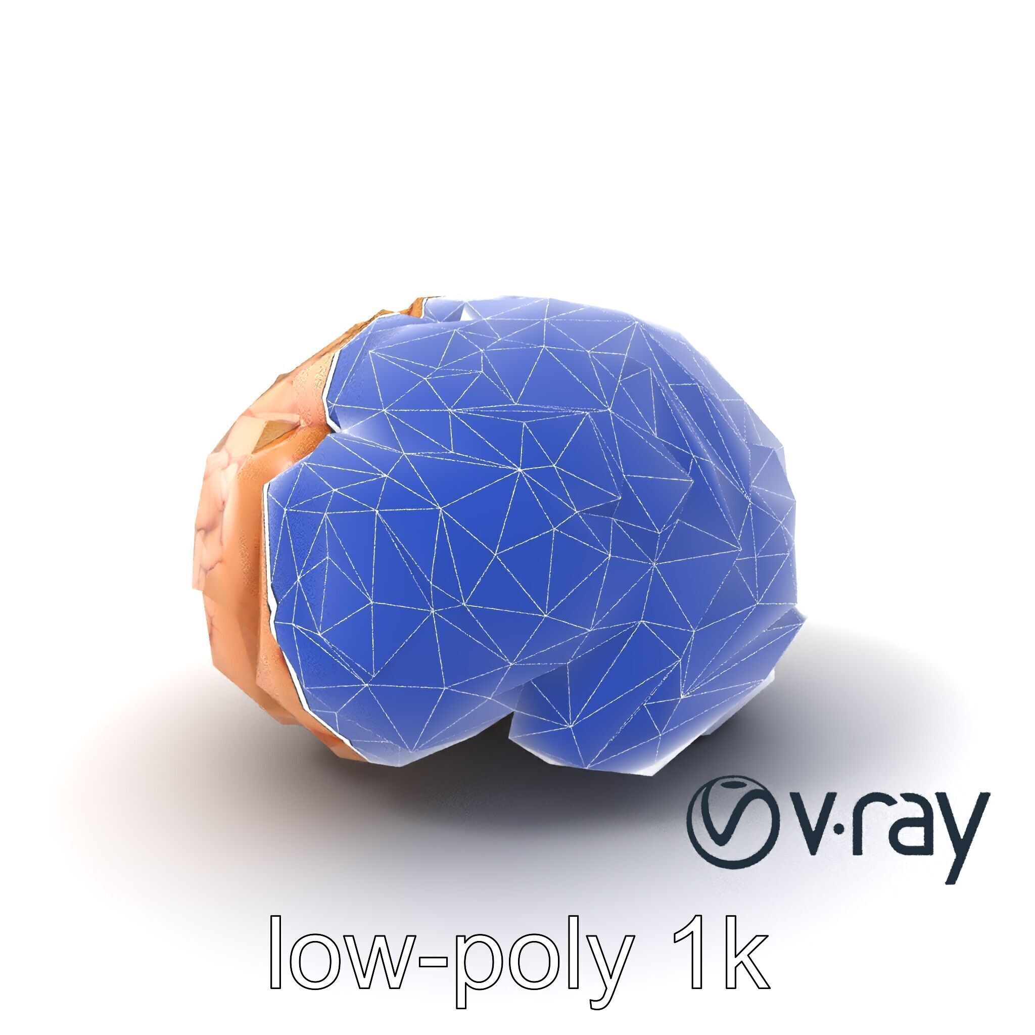 Realistic Human Brain Model Pack Low-poly 3D model_7