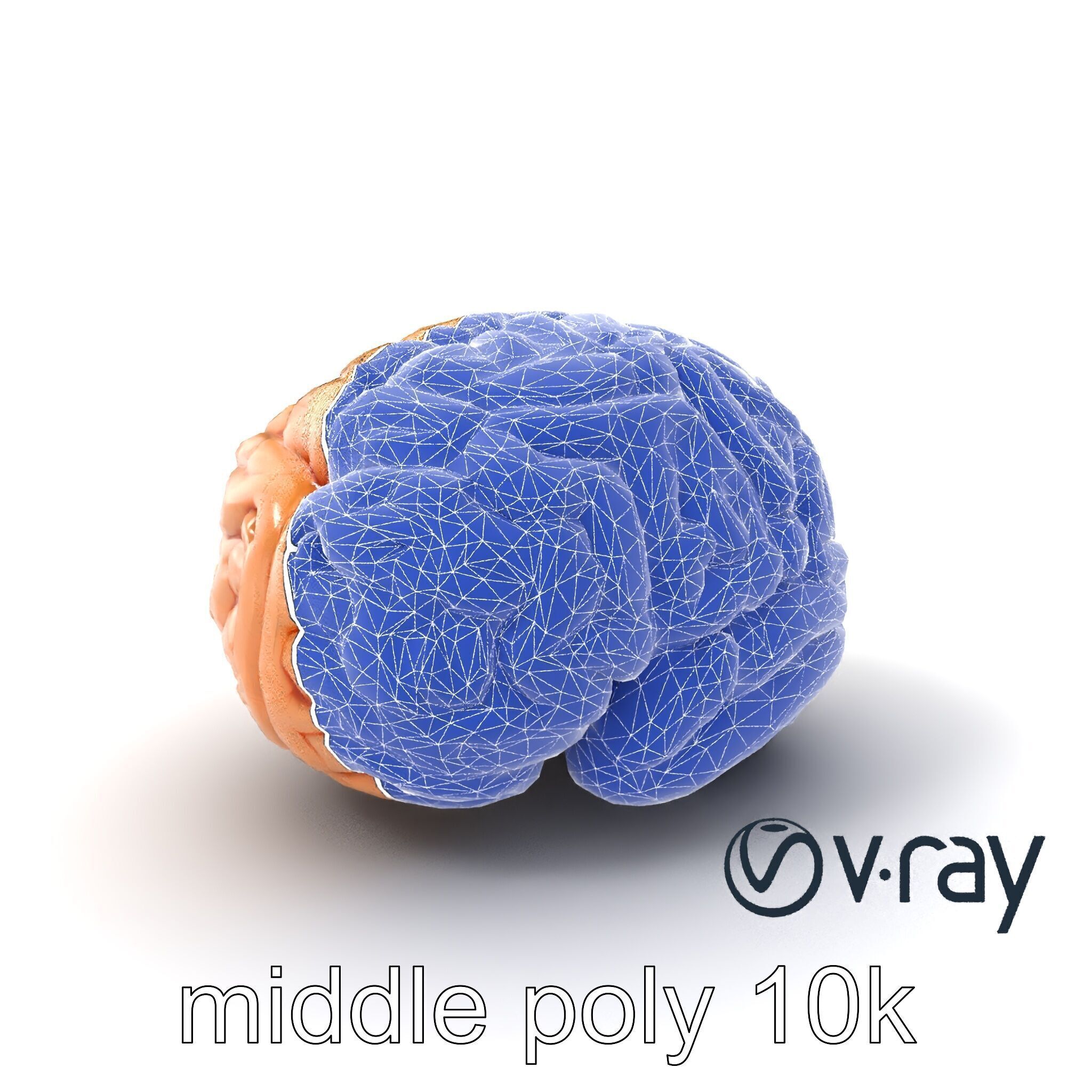 Realistic Human Brain Model Pack Low-poly 3D model_6