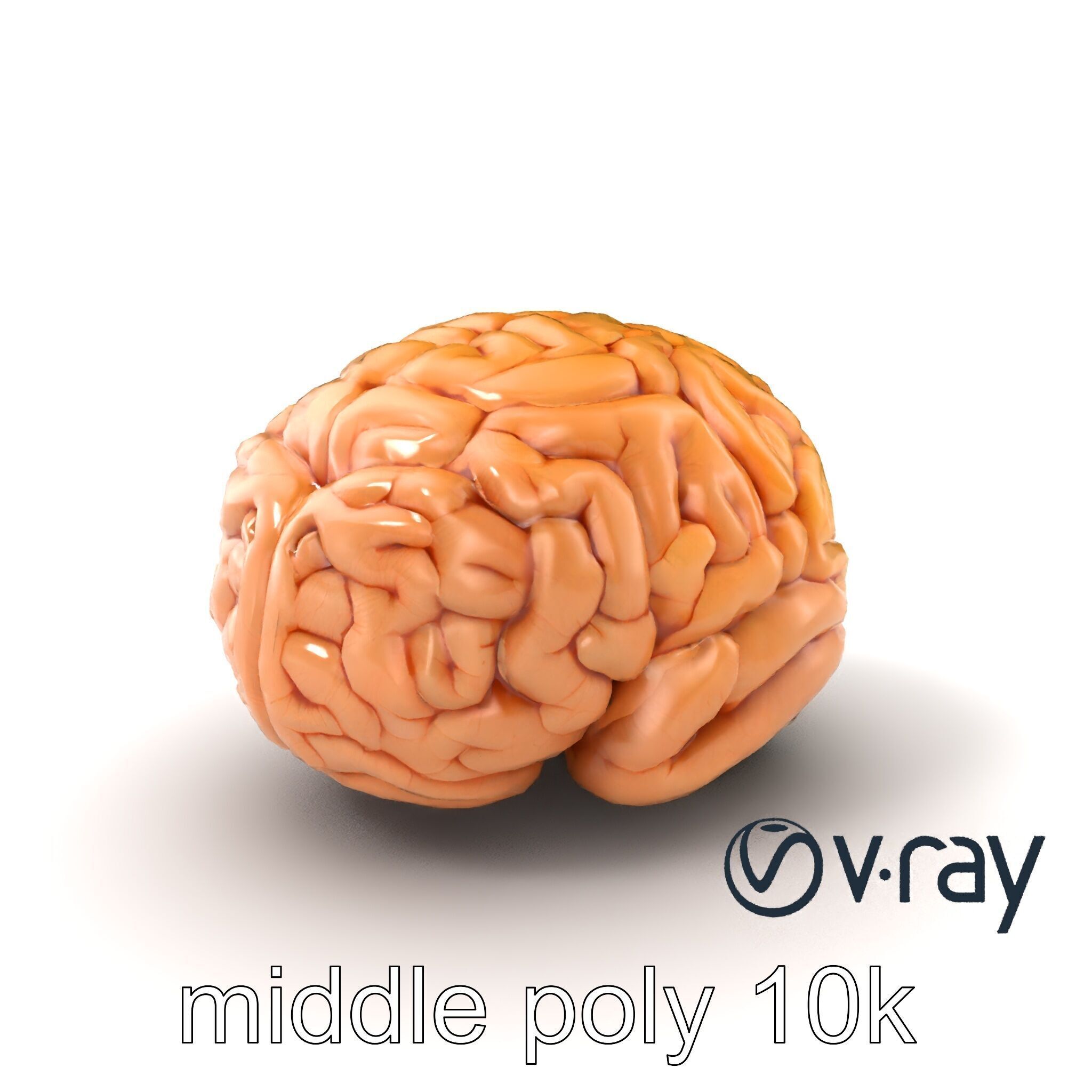 Realistic Human Brain Model Pack Low-poly 3D model_3