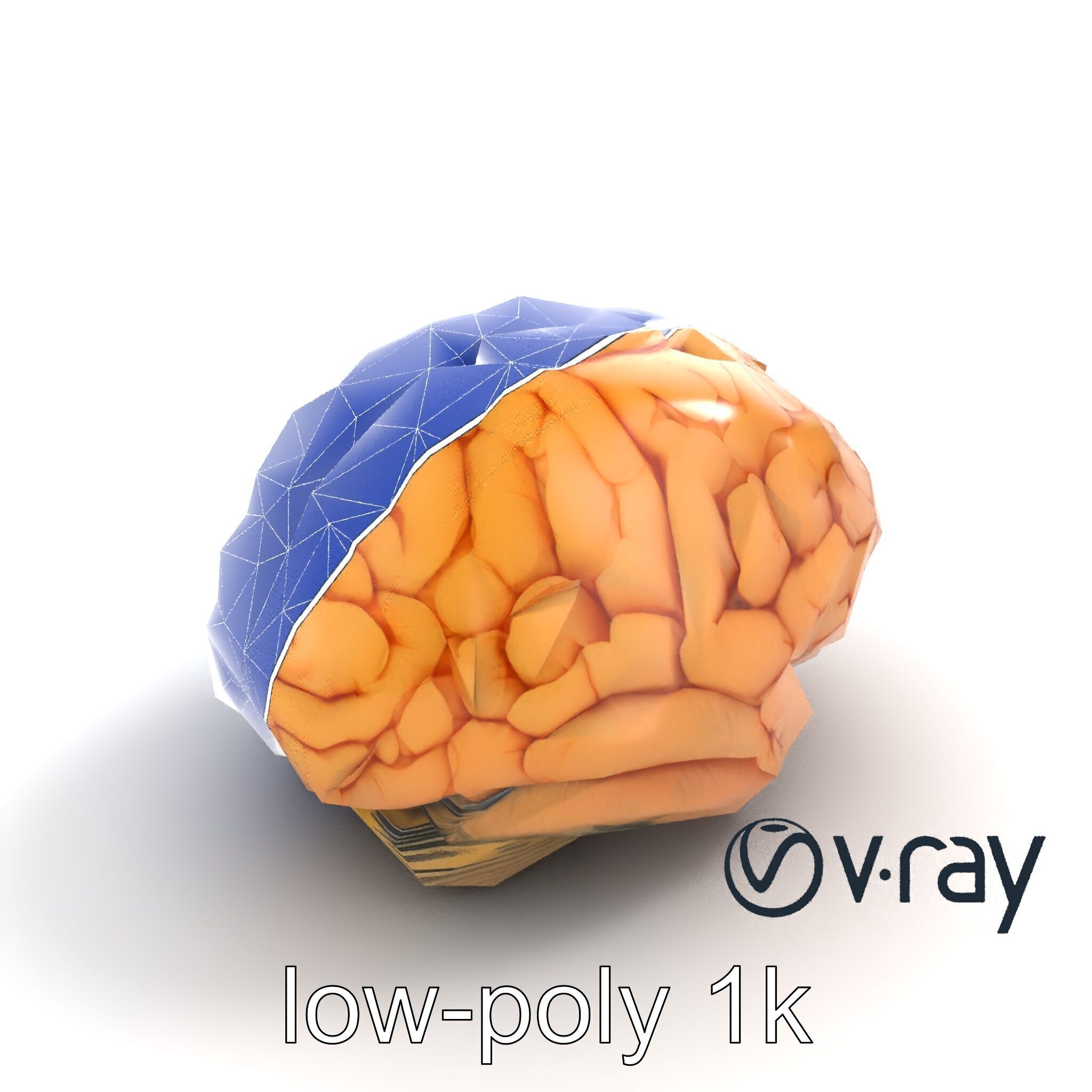 Realistic Human Brain Model Pack Low-poly 3D model_27
