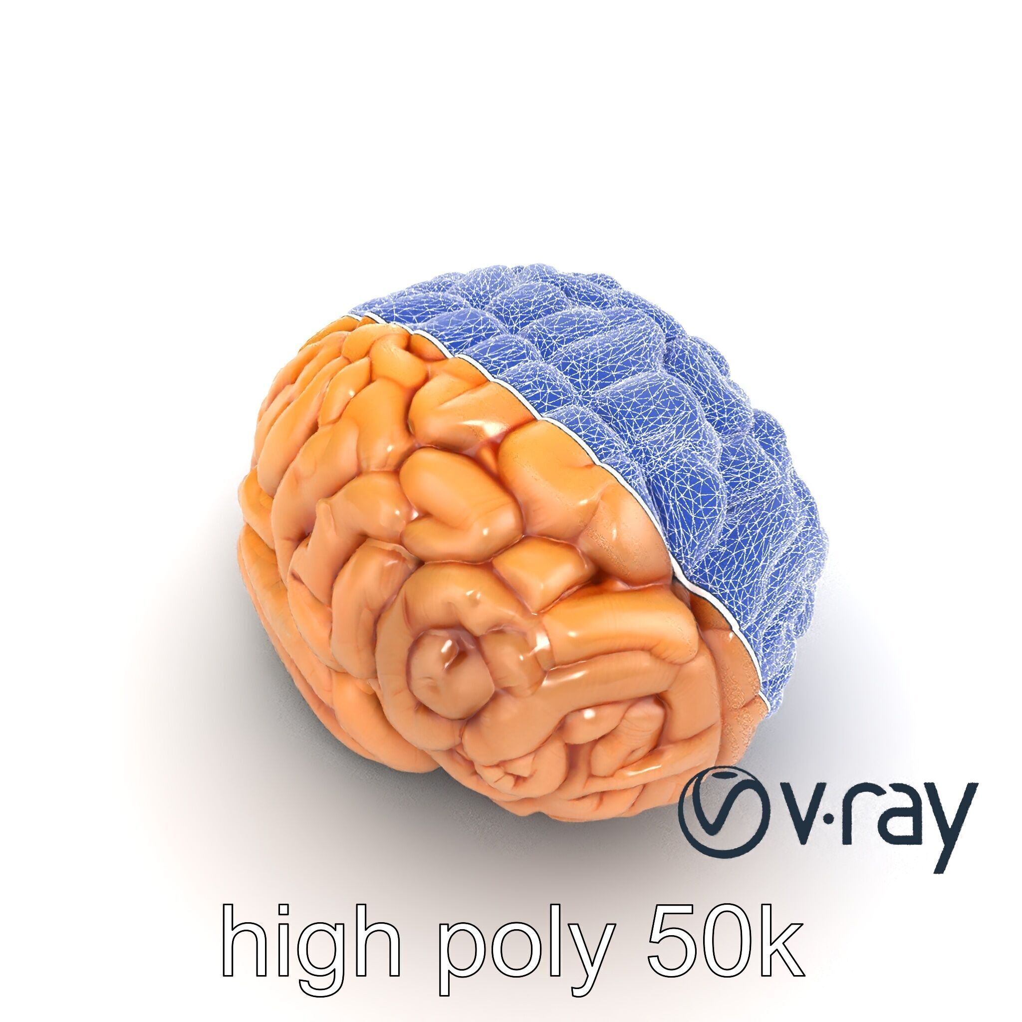 Realistic Human Brain Model Pack Low-poly 3D model_23