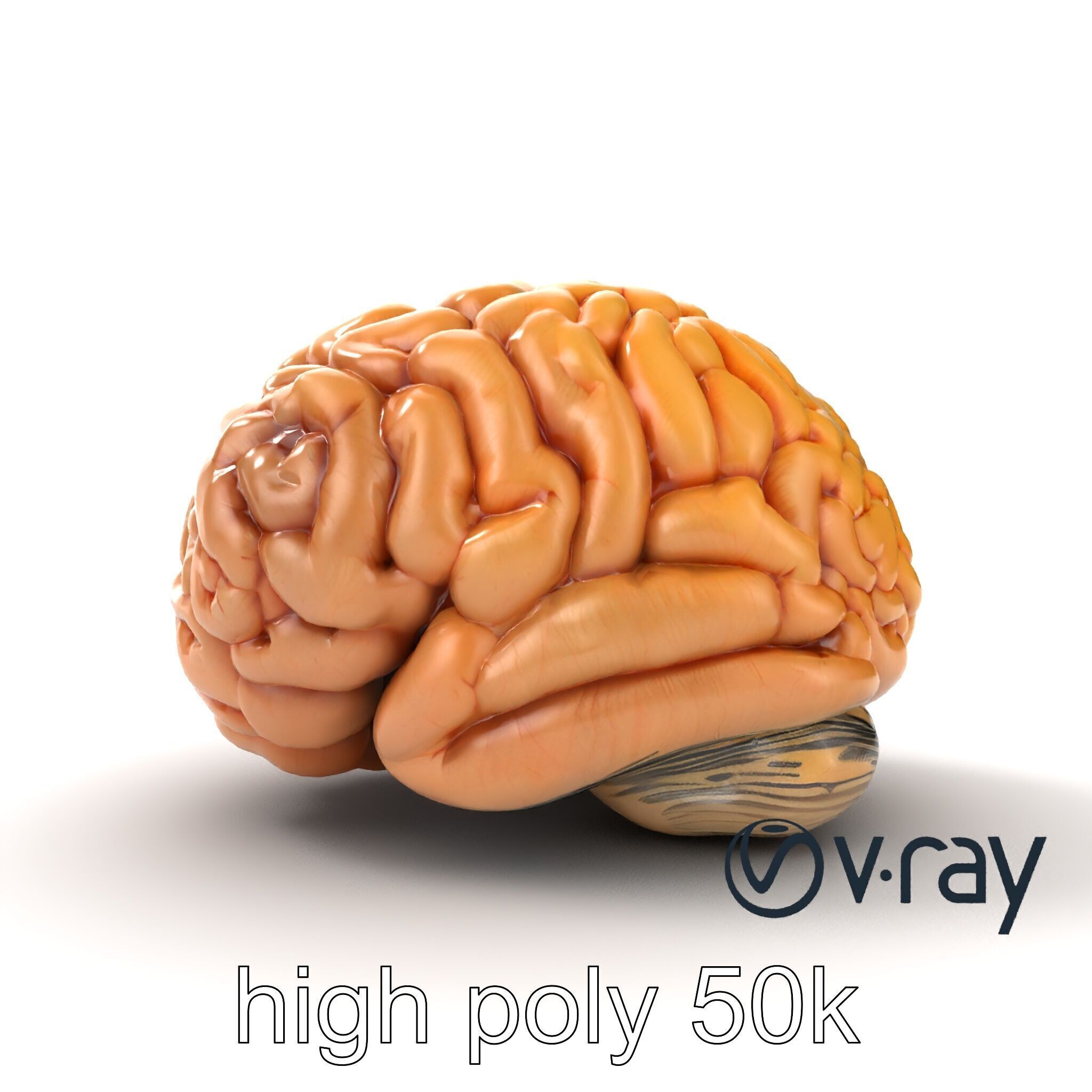 Realistic Human Brain Model Pack Low-poly 3D model_17