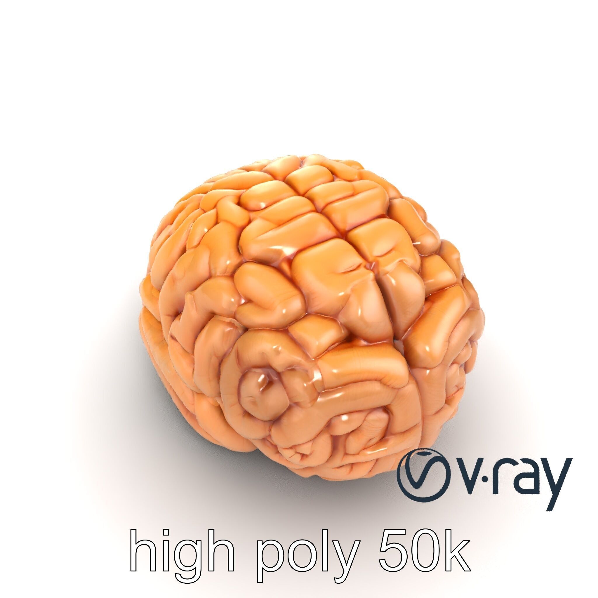 Realistic Human Brain Model Pack Low-poly 3D model_11