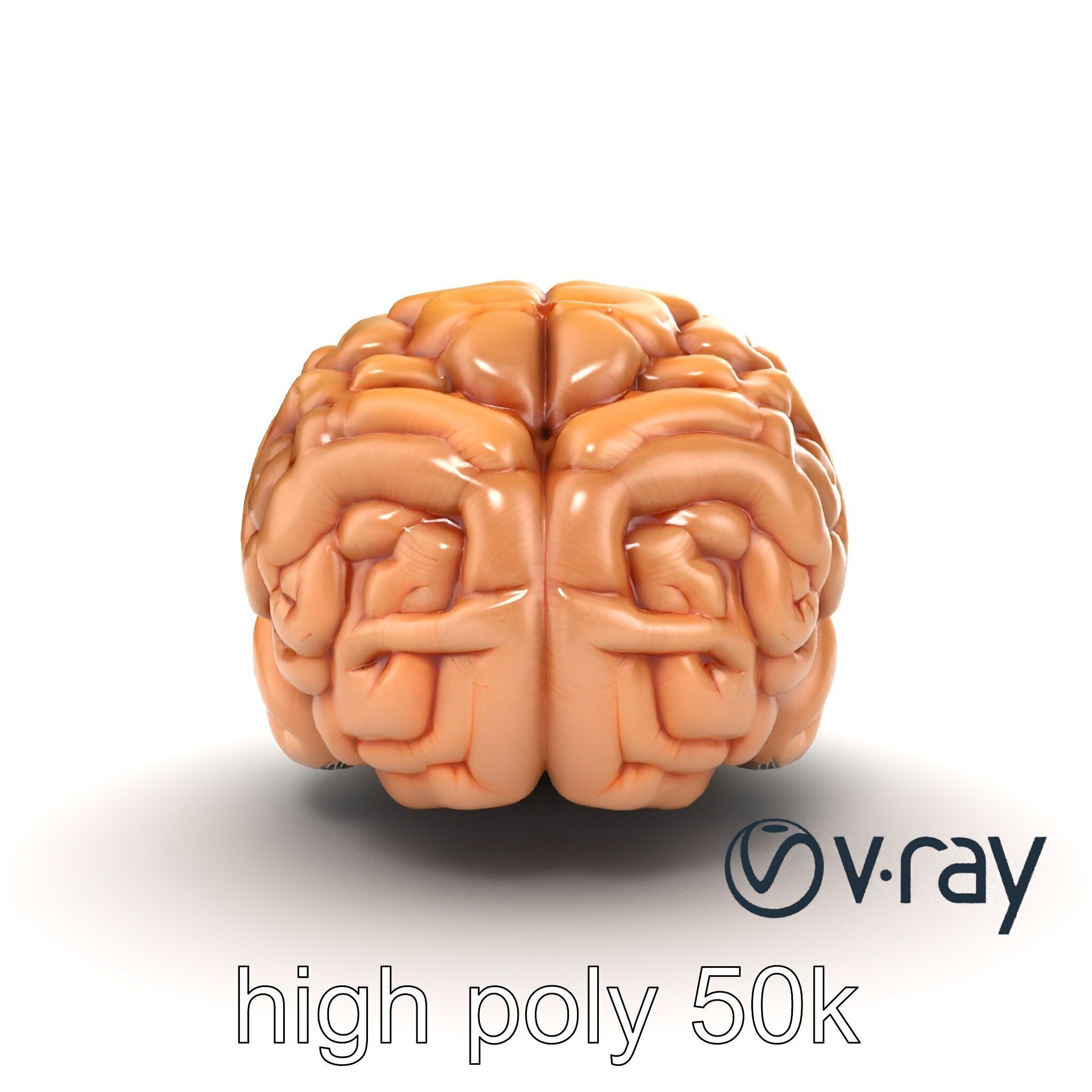 Realistic Human Brain Model Pack Low-poly 3D model_18