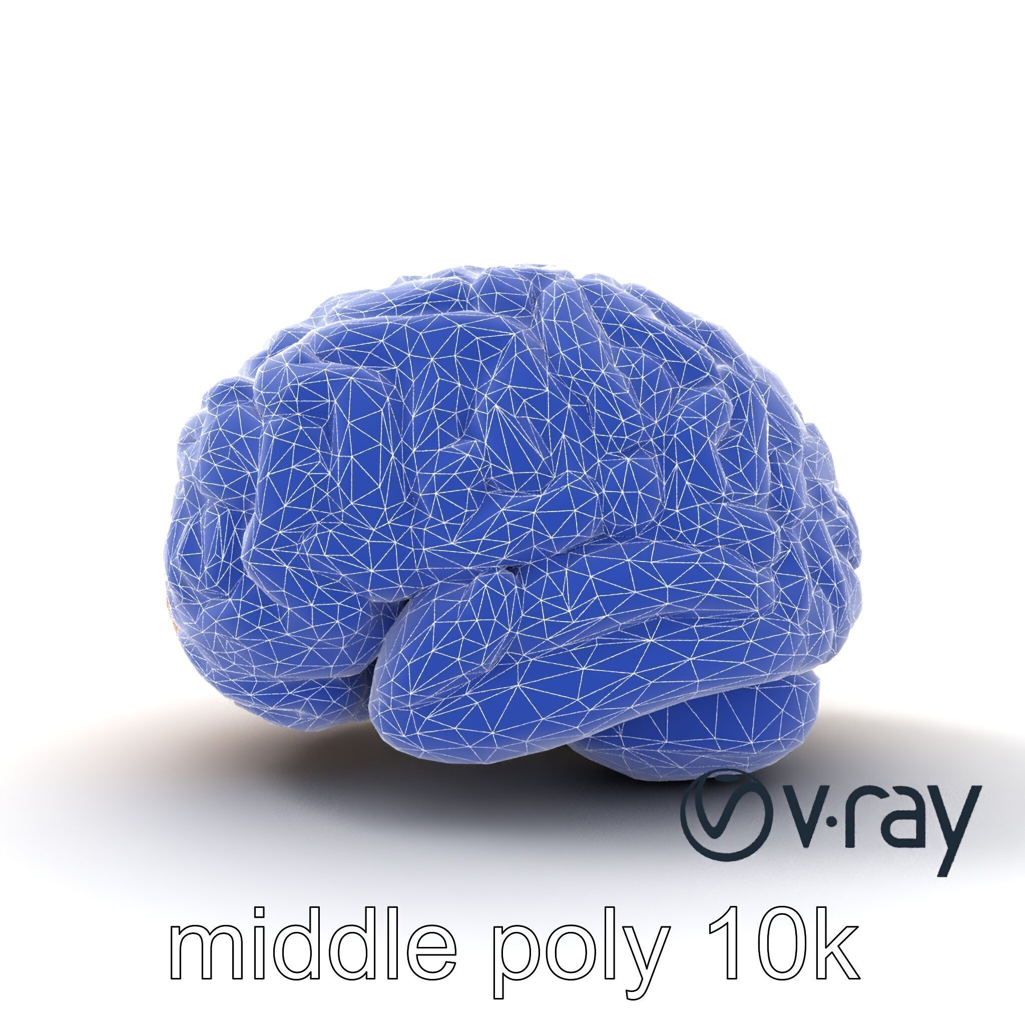 Realistic Human Brain Model Pack Low-poly 3D model_24