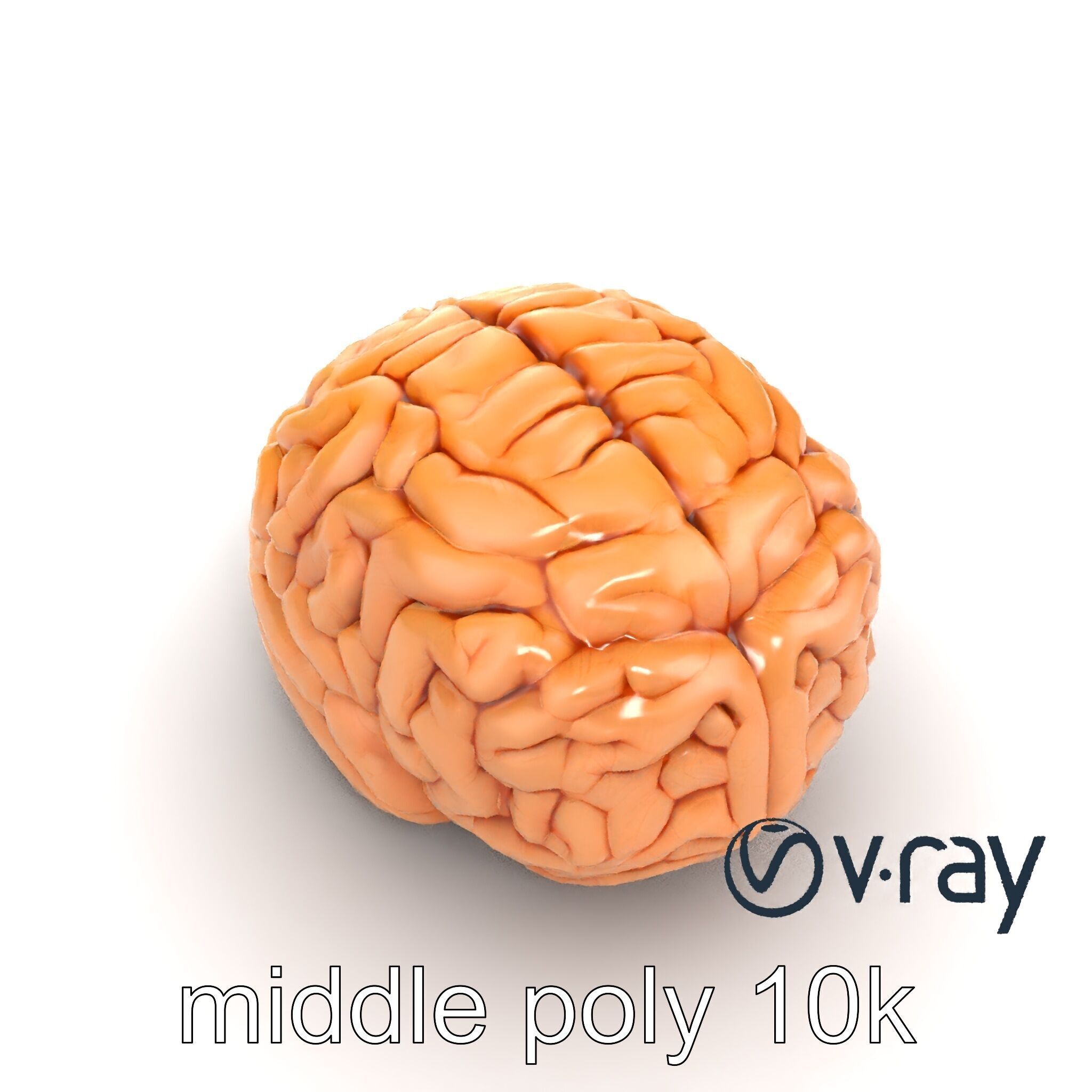 Realistic Human Brain Model Pack Low-poly 3D model_25