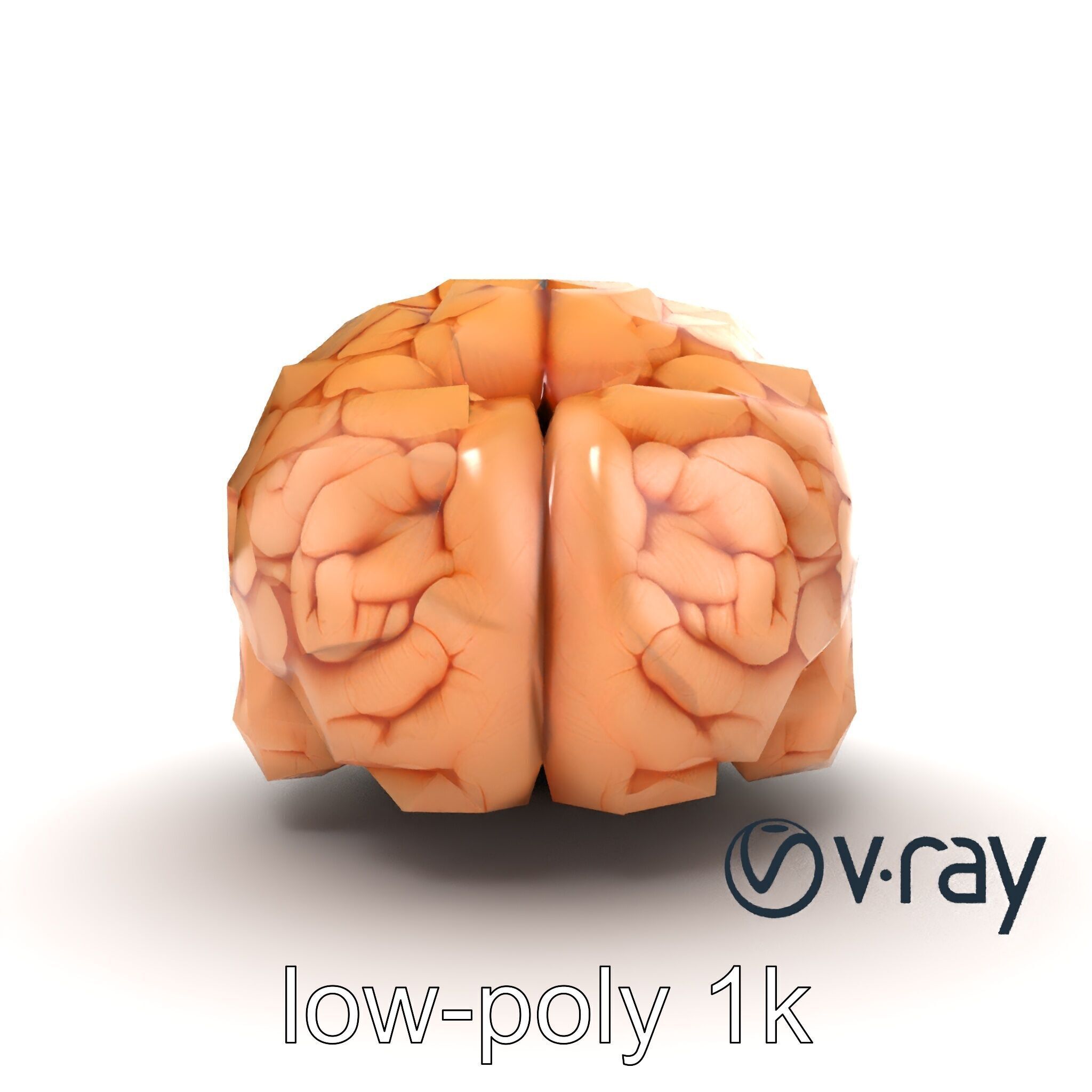 Realistic Human Brain Model Pack Low-poly 3D model_31