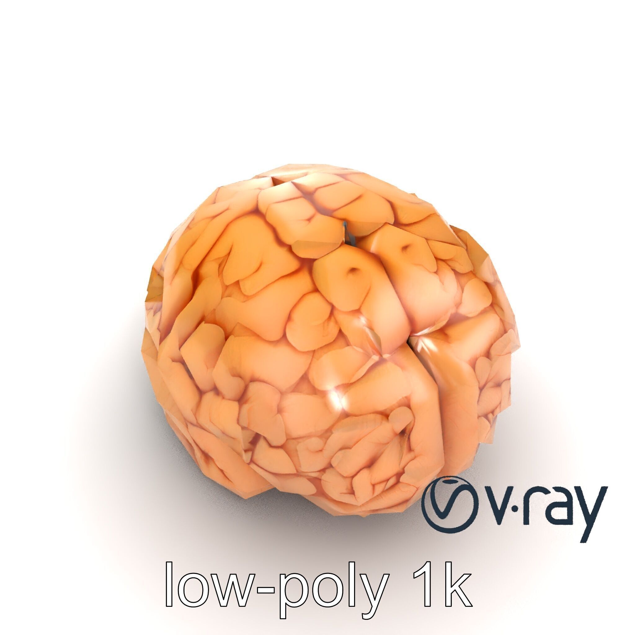 Realistic Human Brain Model Pack Low-poly 3D model_26