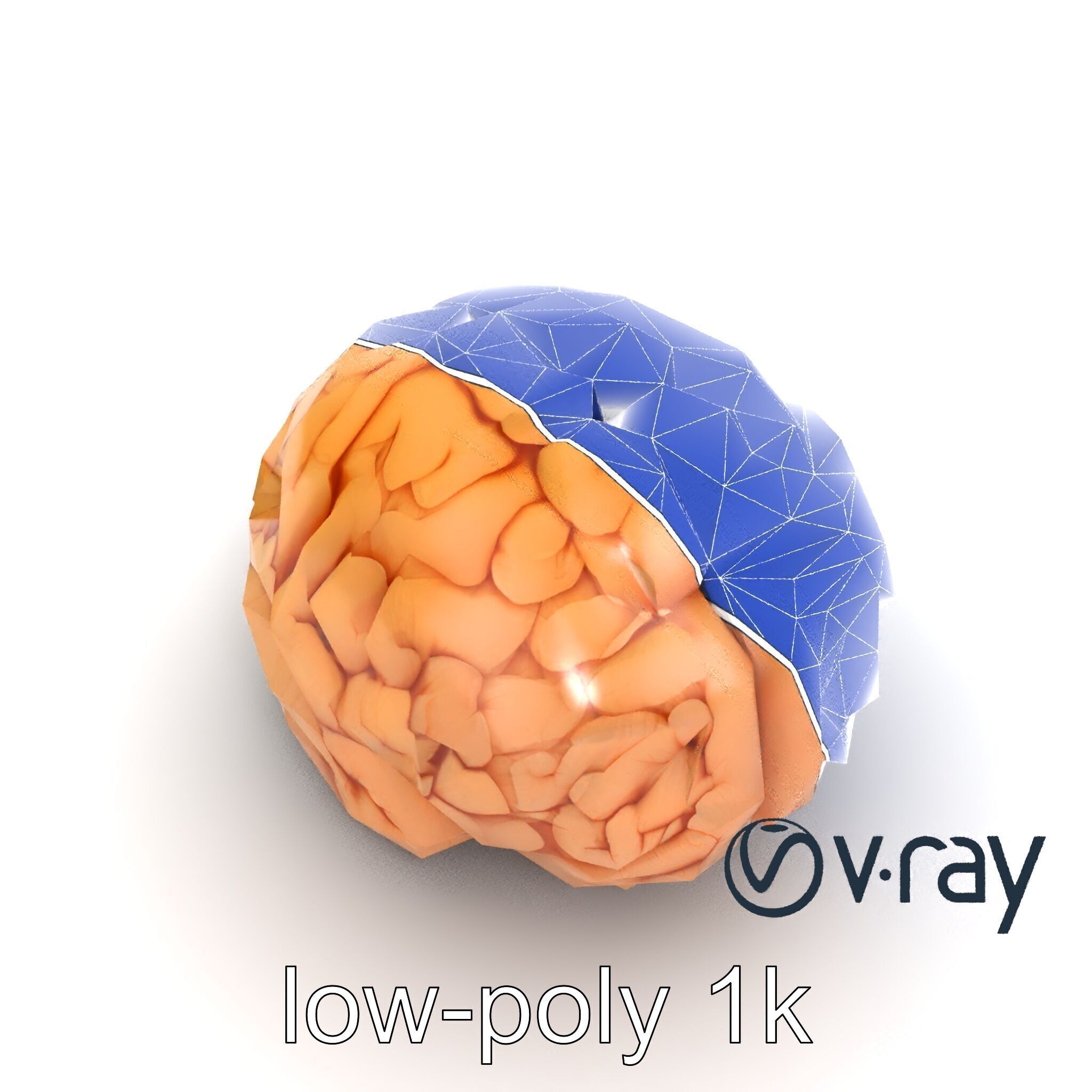 Realistic Human Brain Model Pack Low-poly 3D model_15