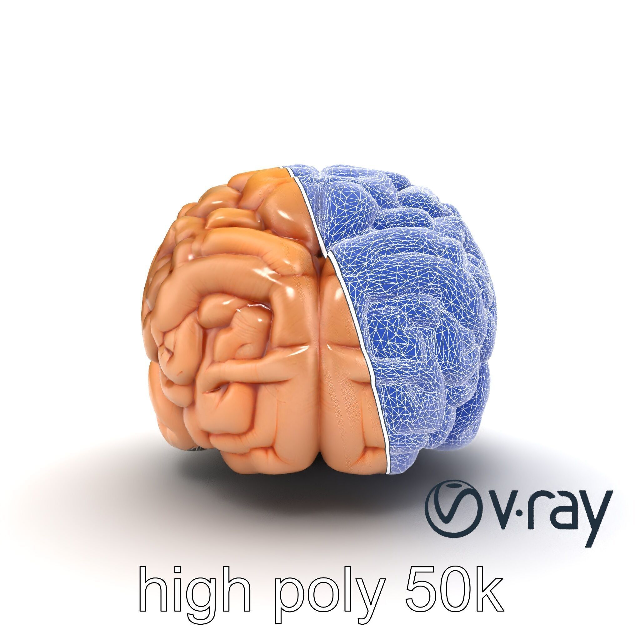 Realistic Human Brain Model Pack Low-poly 3D model_30