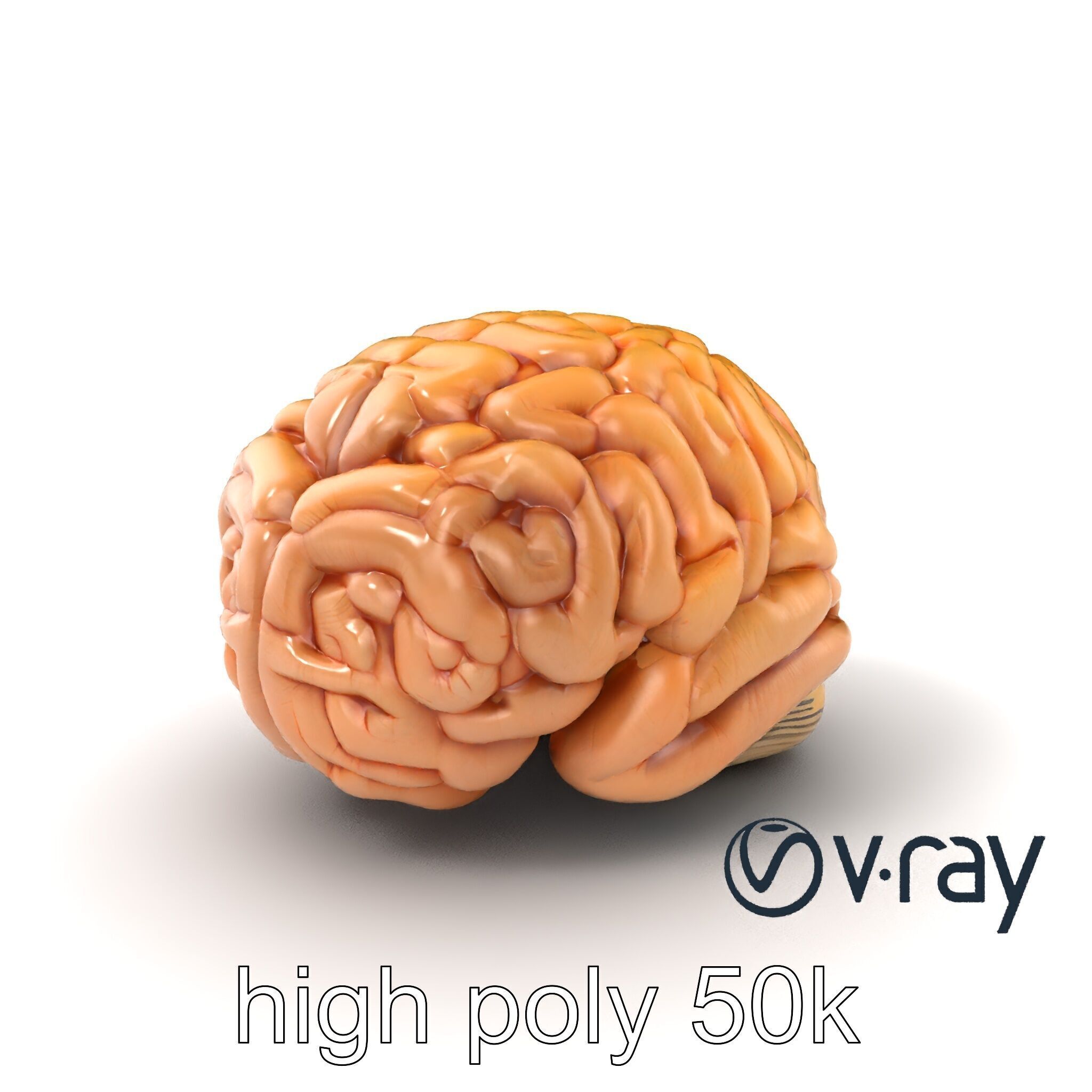 Realistic Human Brain Model Pack Low-poly 3D model_5