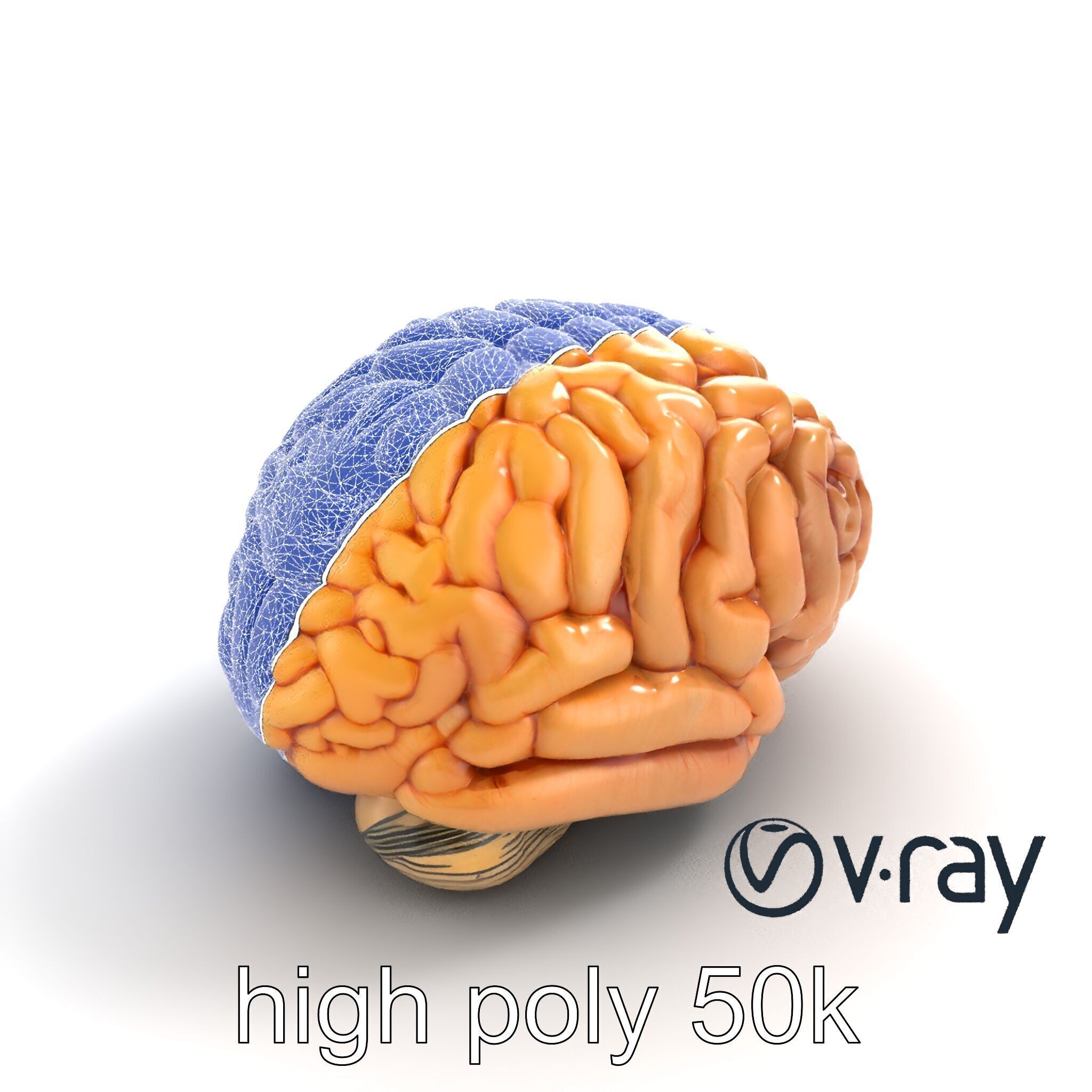 Realistic Human Brain Model Pack Low-poly 3D model_14