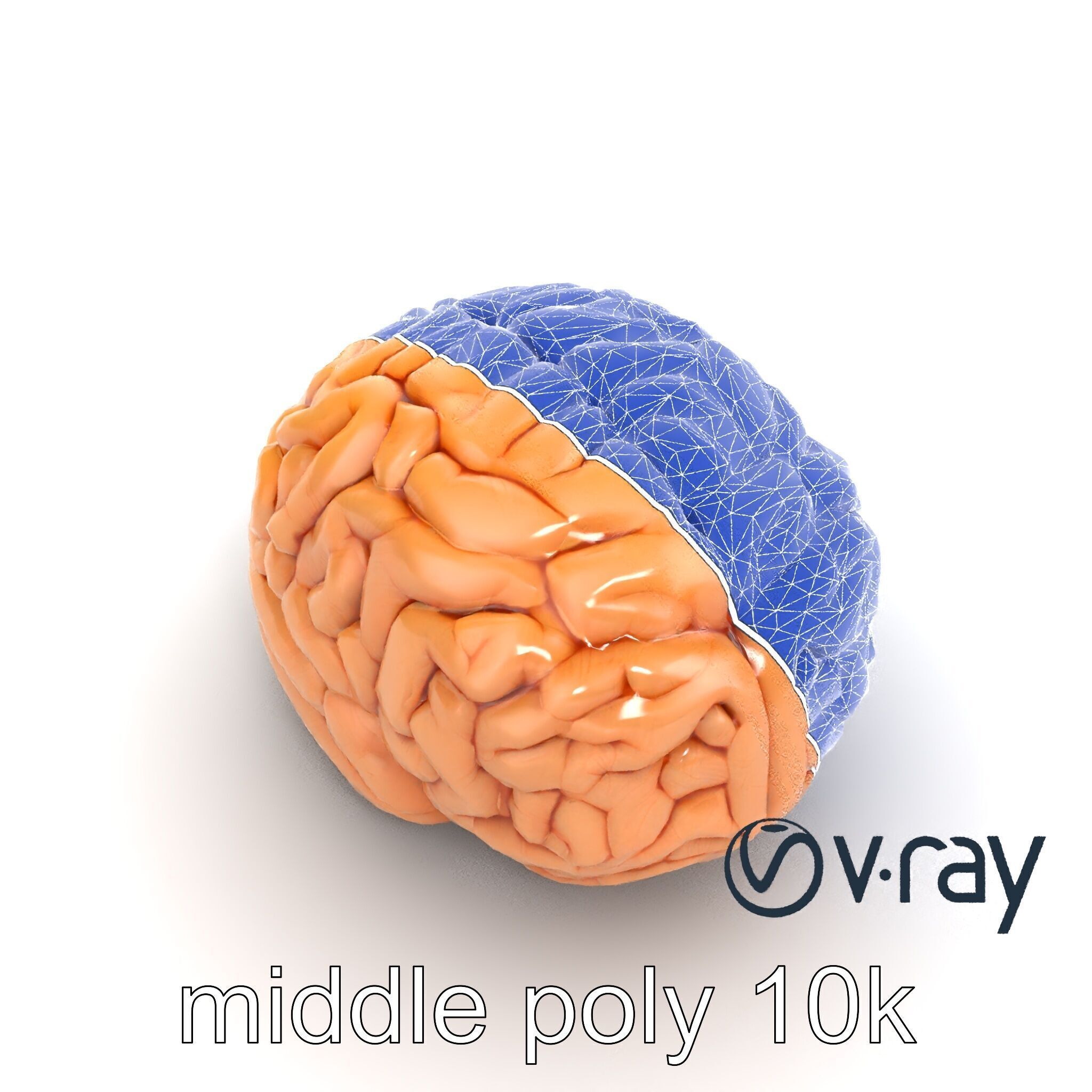 Realistic Human Brain Model Pack Low-poly 3D model_16