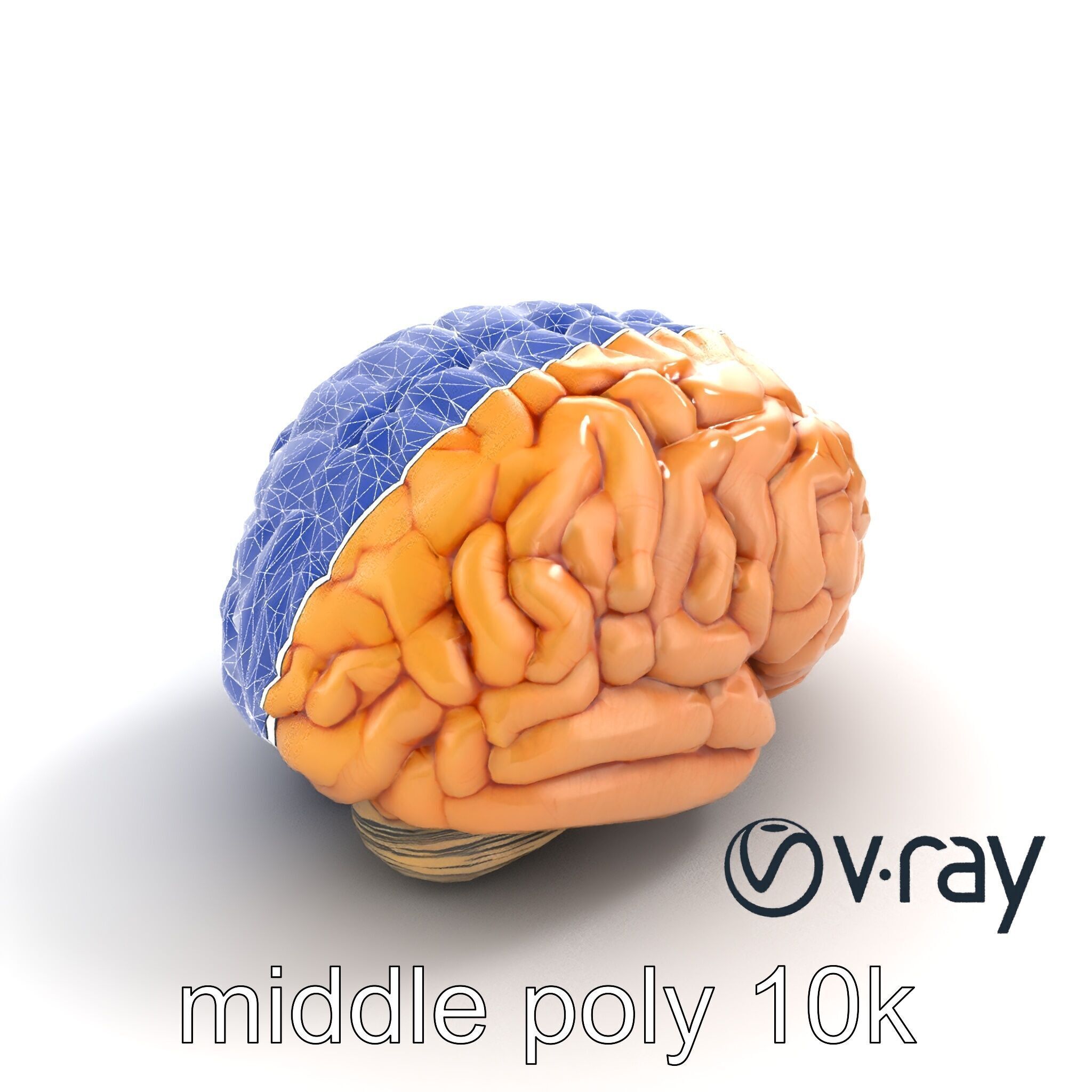 Realistic Human Brain Model Pack Low-poly 3D model_20
