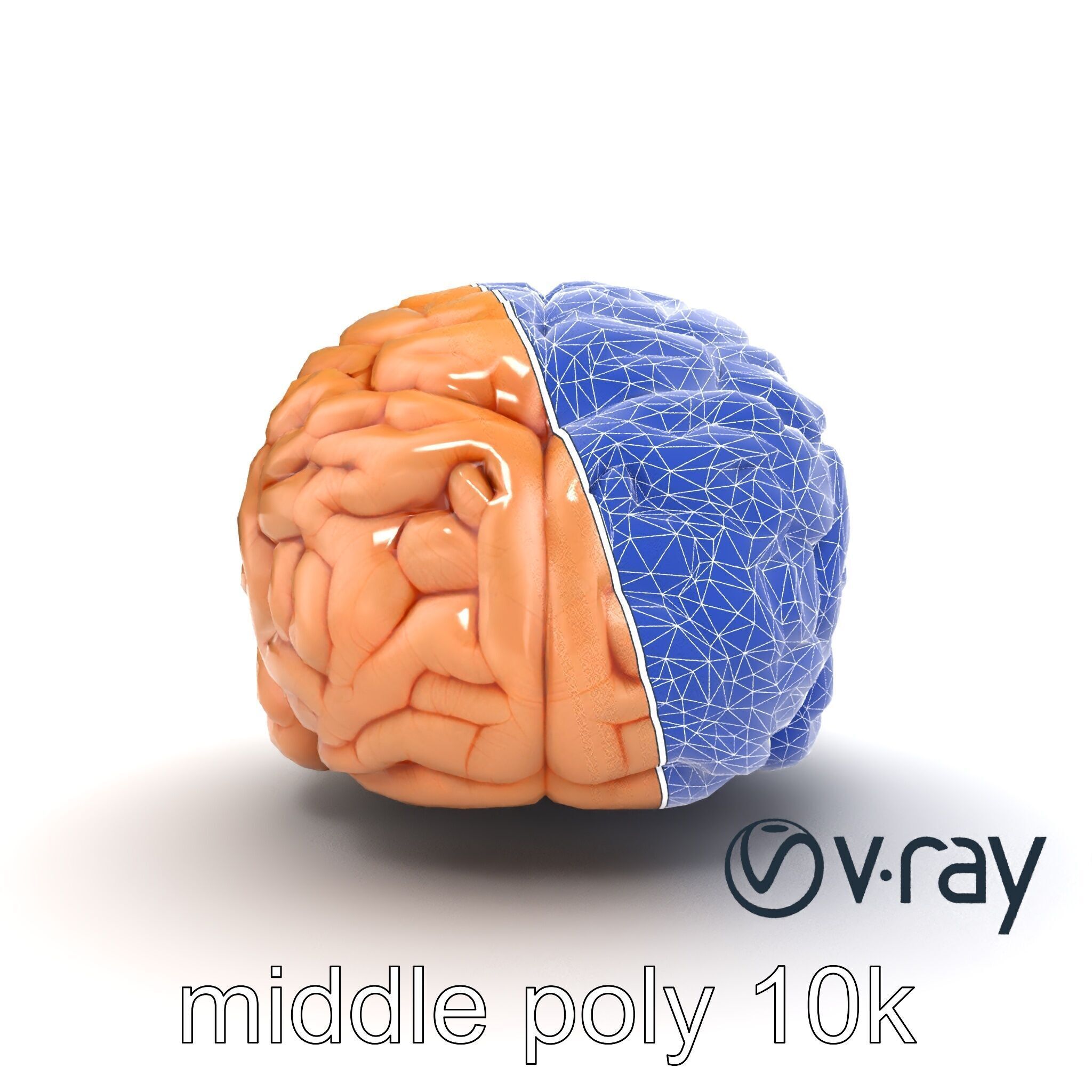 Realistic Human Brain Model Pack Low-poly 3D model_29