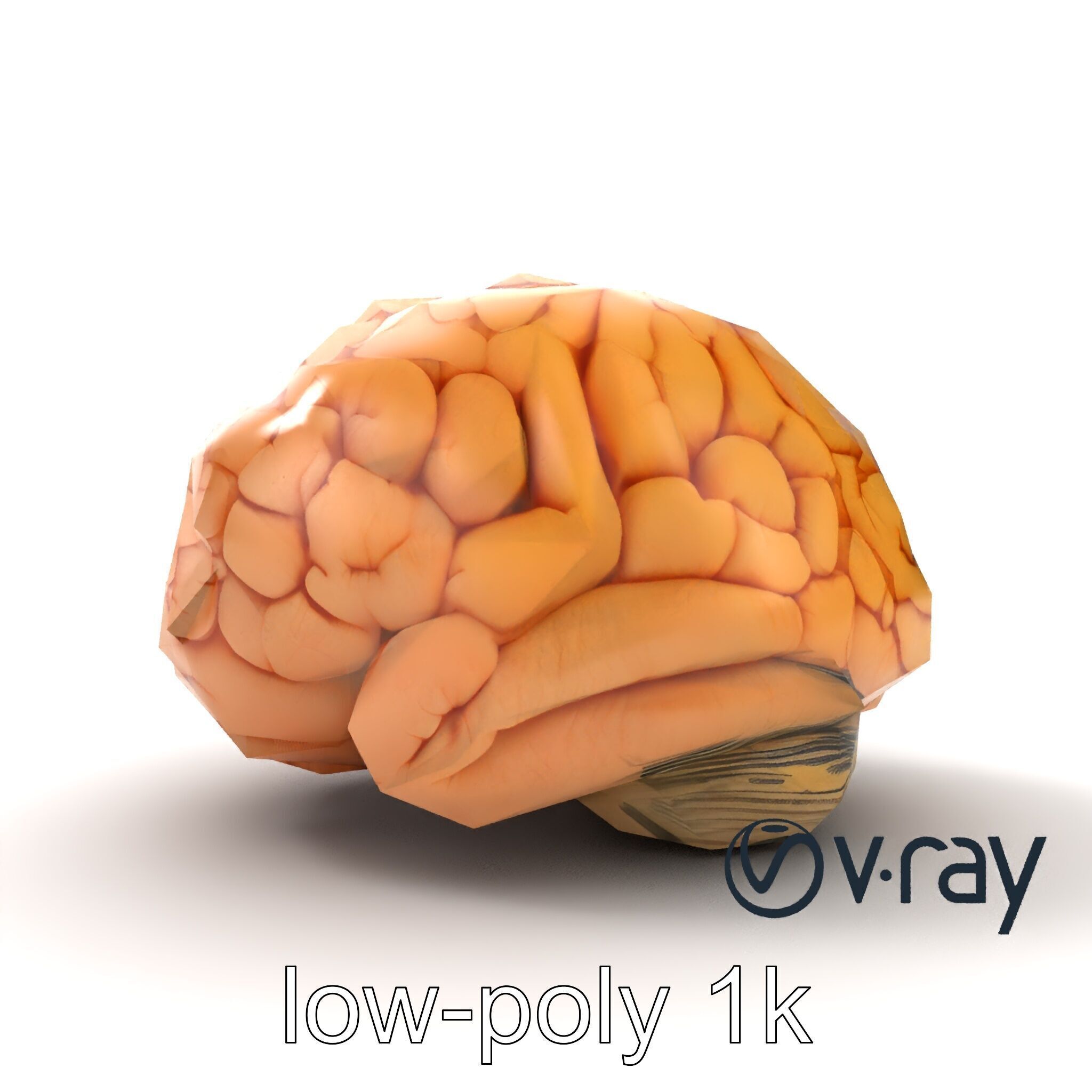 Realistic Human Brain Model Pack Low-poly 3D model_12